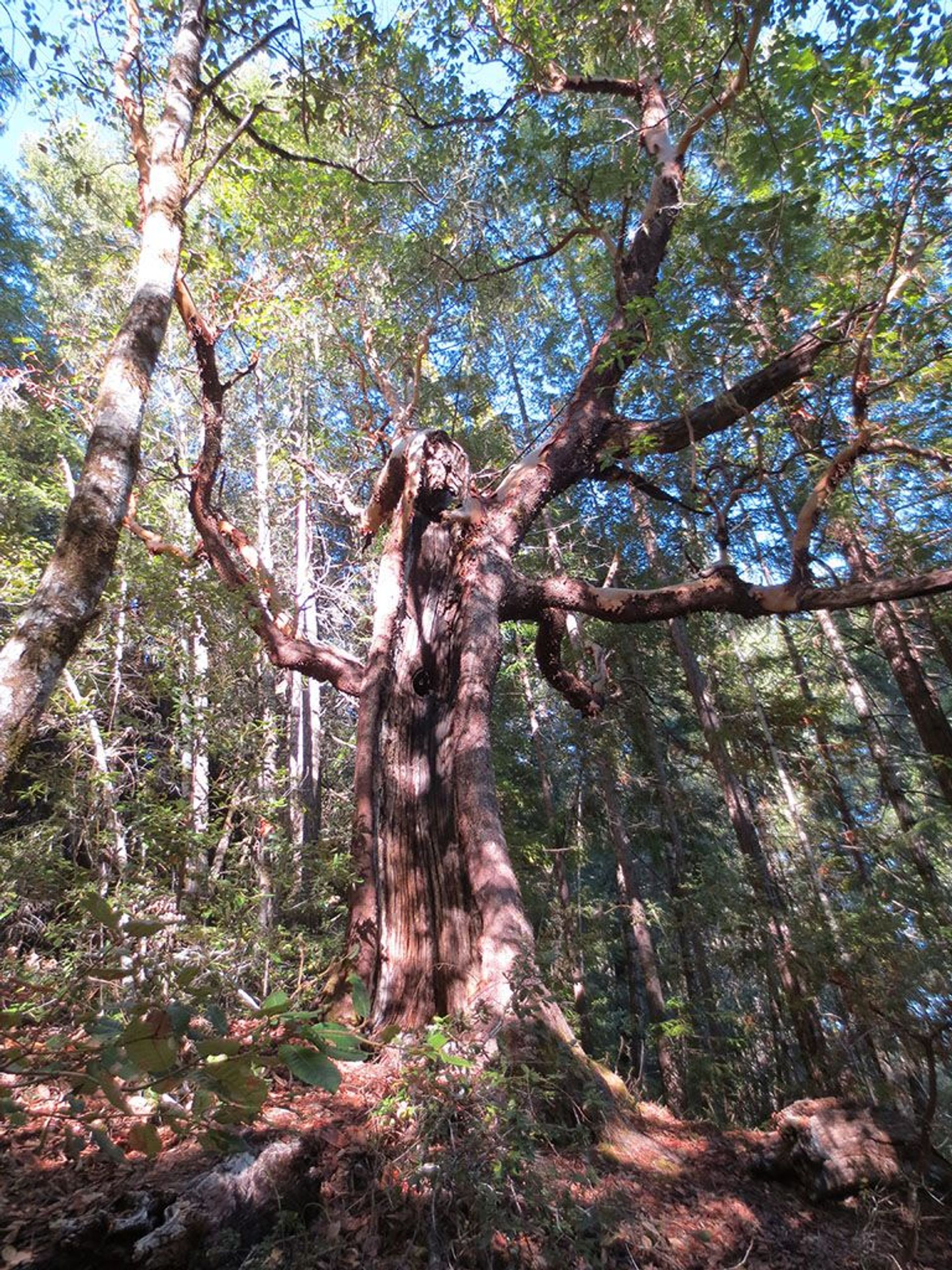 Image of California State Park