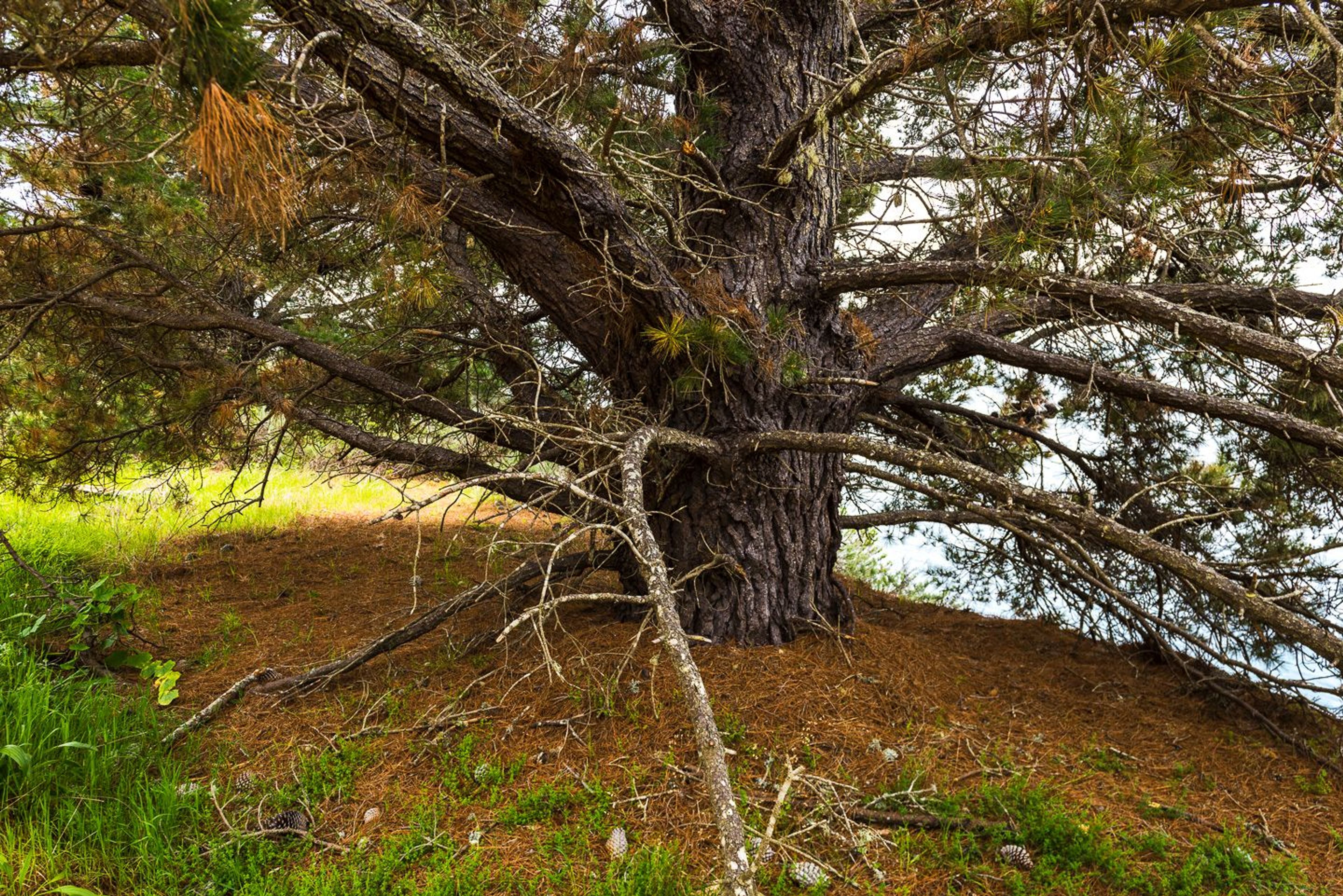 Image of California State Park