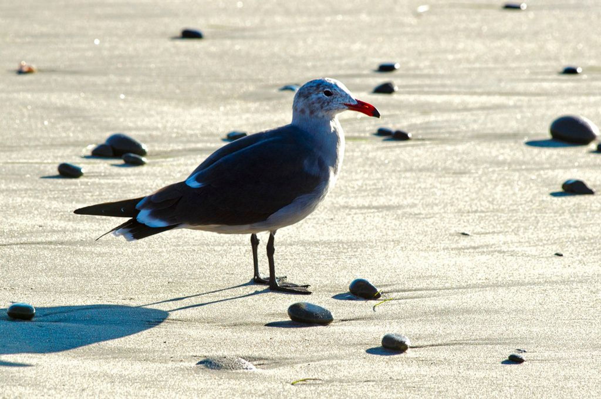 Image of California State Park