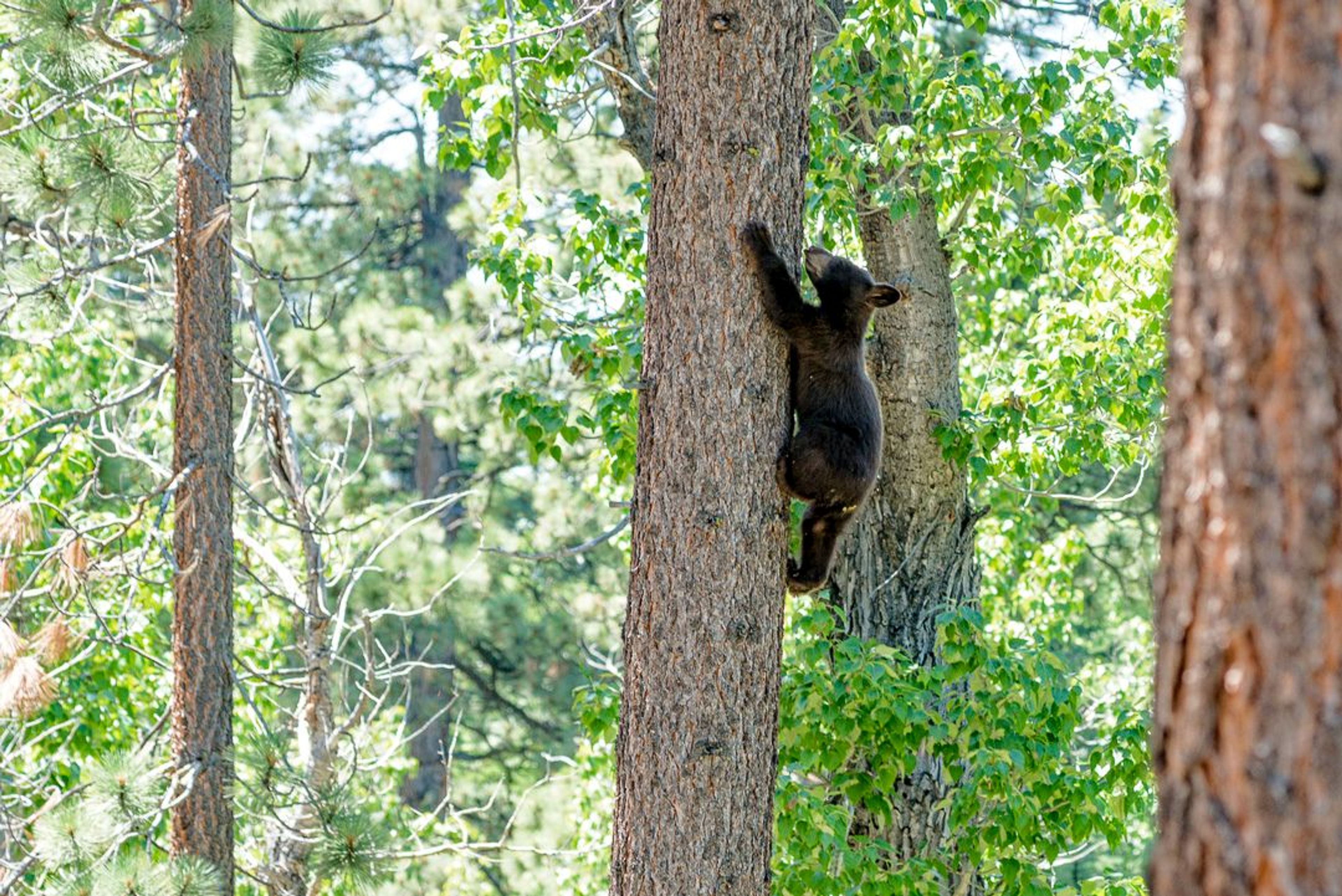 Image of California State Park