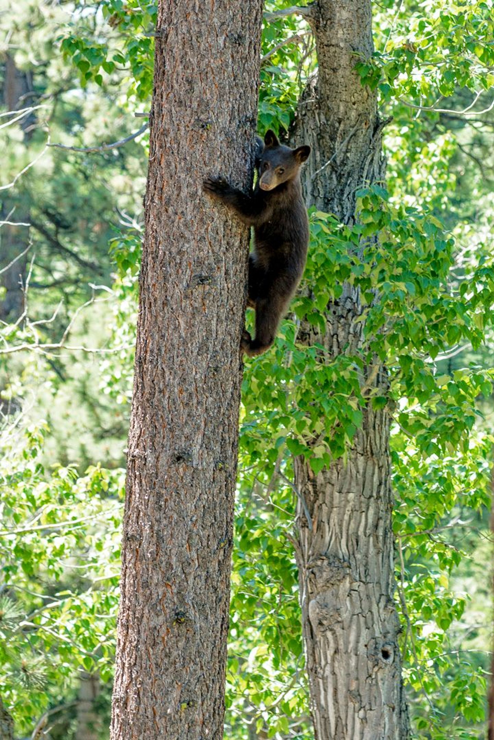 Image of California State Park