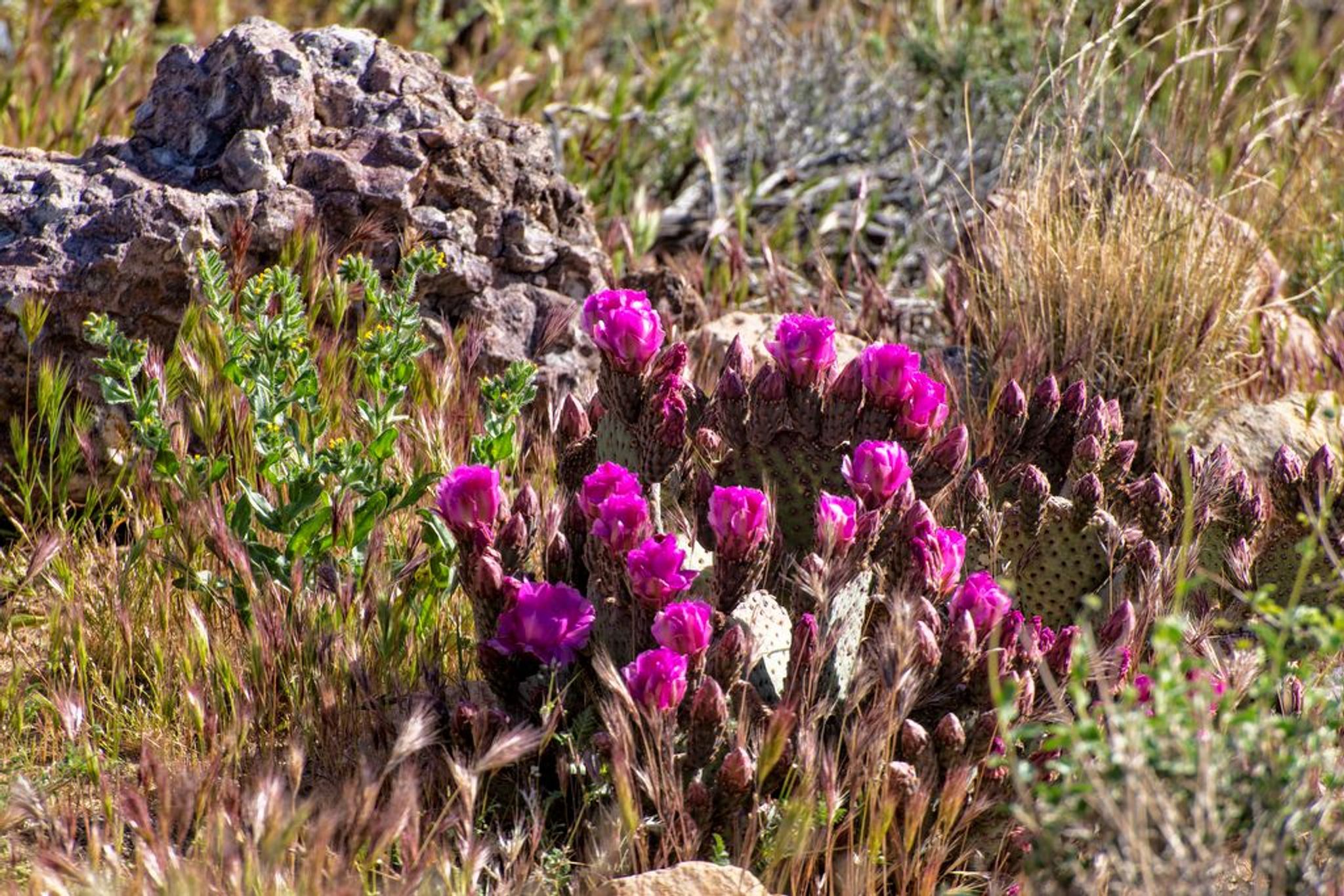 Image of California State Park