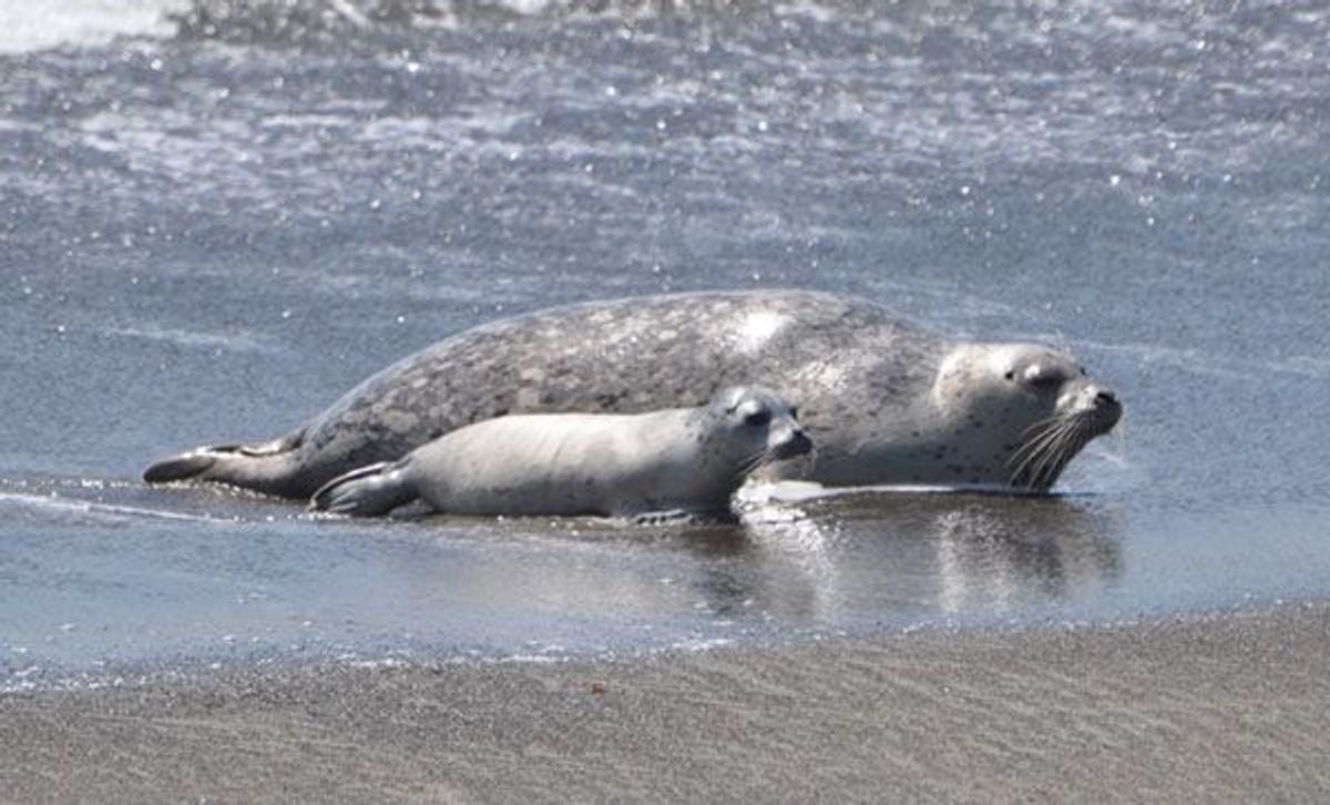 Image of California State Park