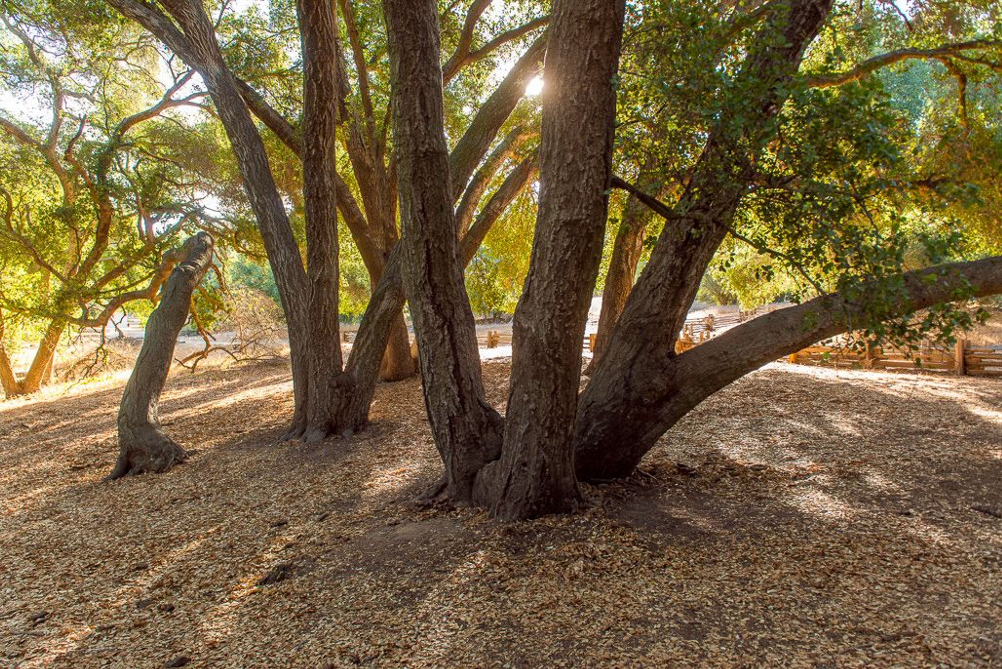 Image of California State Park