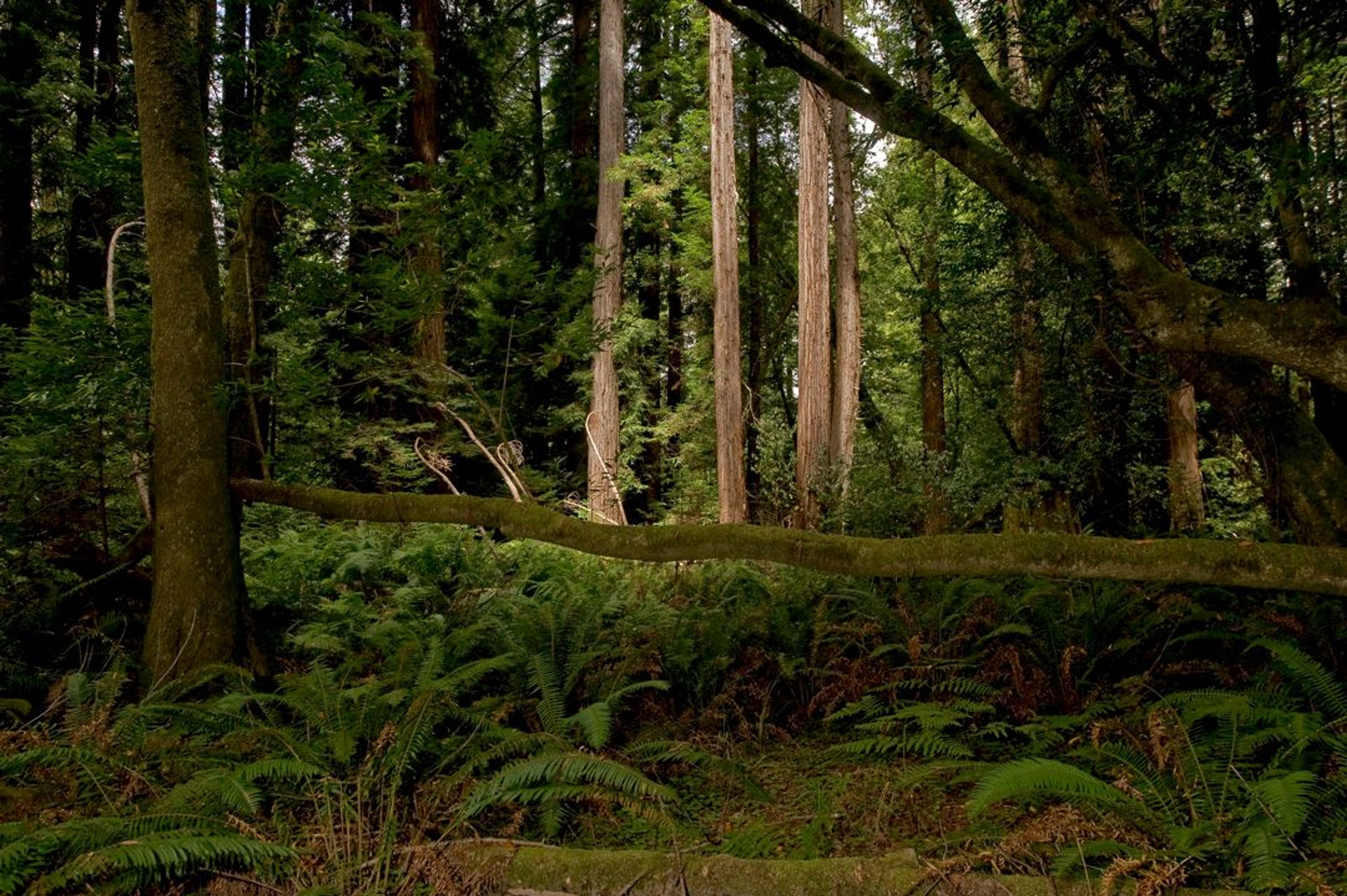 Image of California State Park