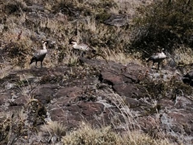 IMG_1191.jpg
