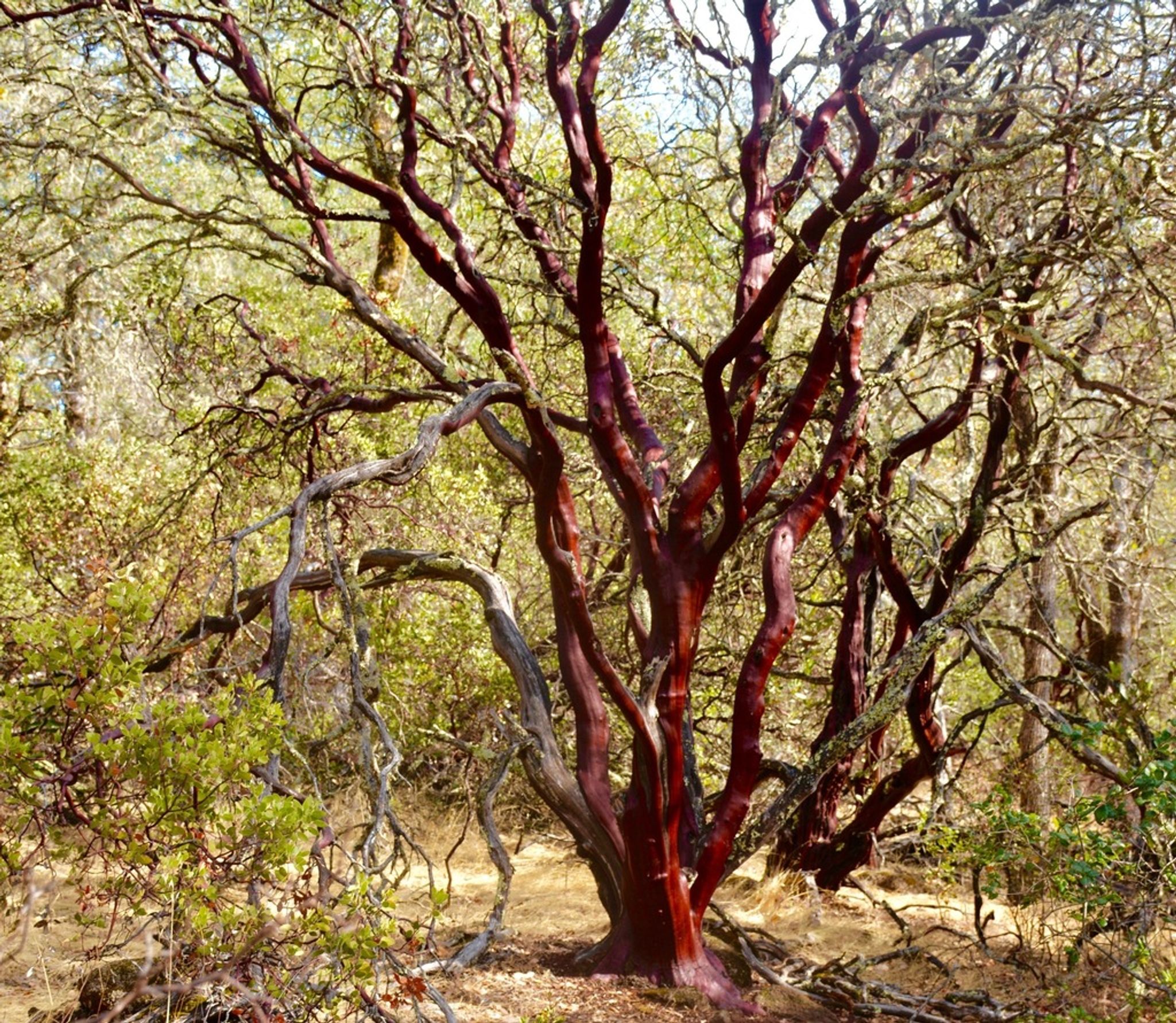 large_Manzanita.jpg