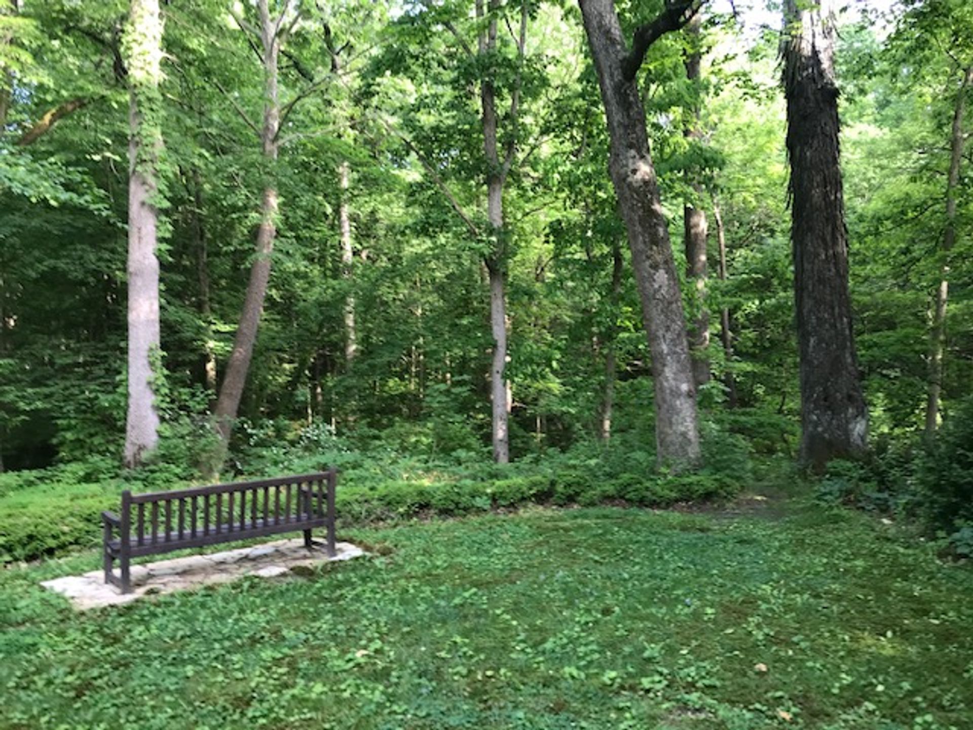 beech-lawn.jpg