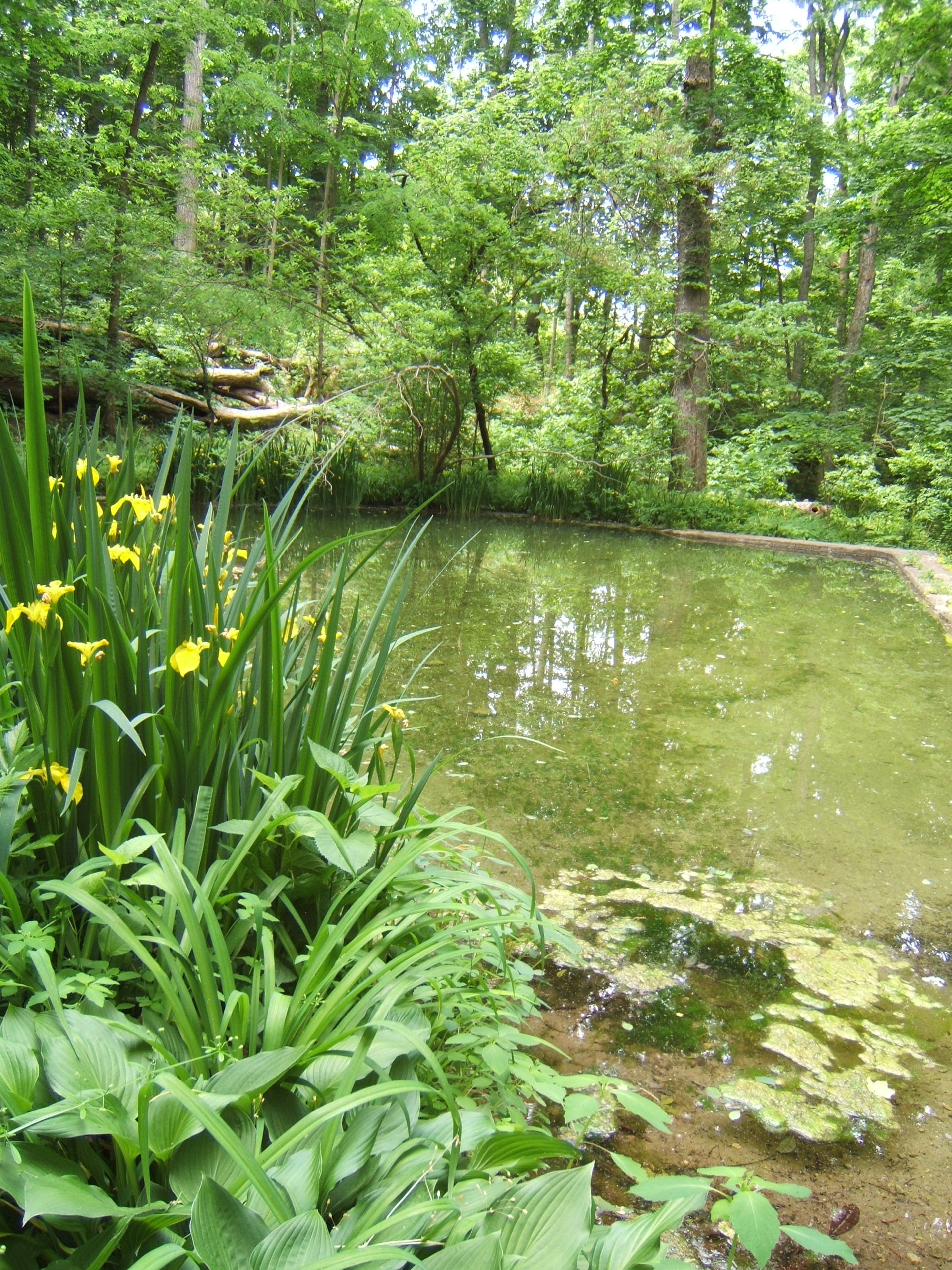 Pond_in_Summer.JPG