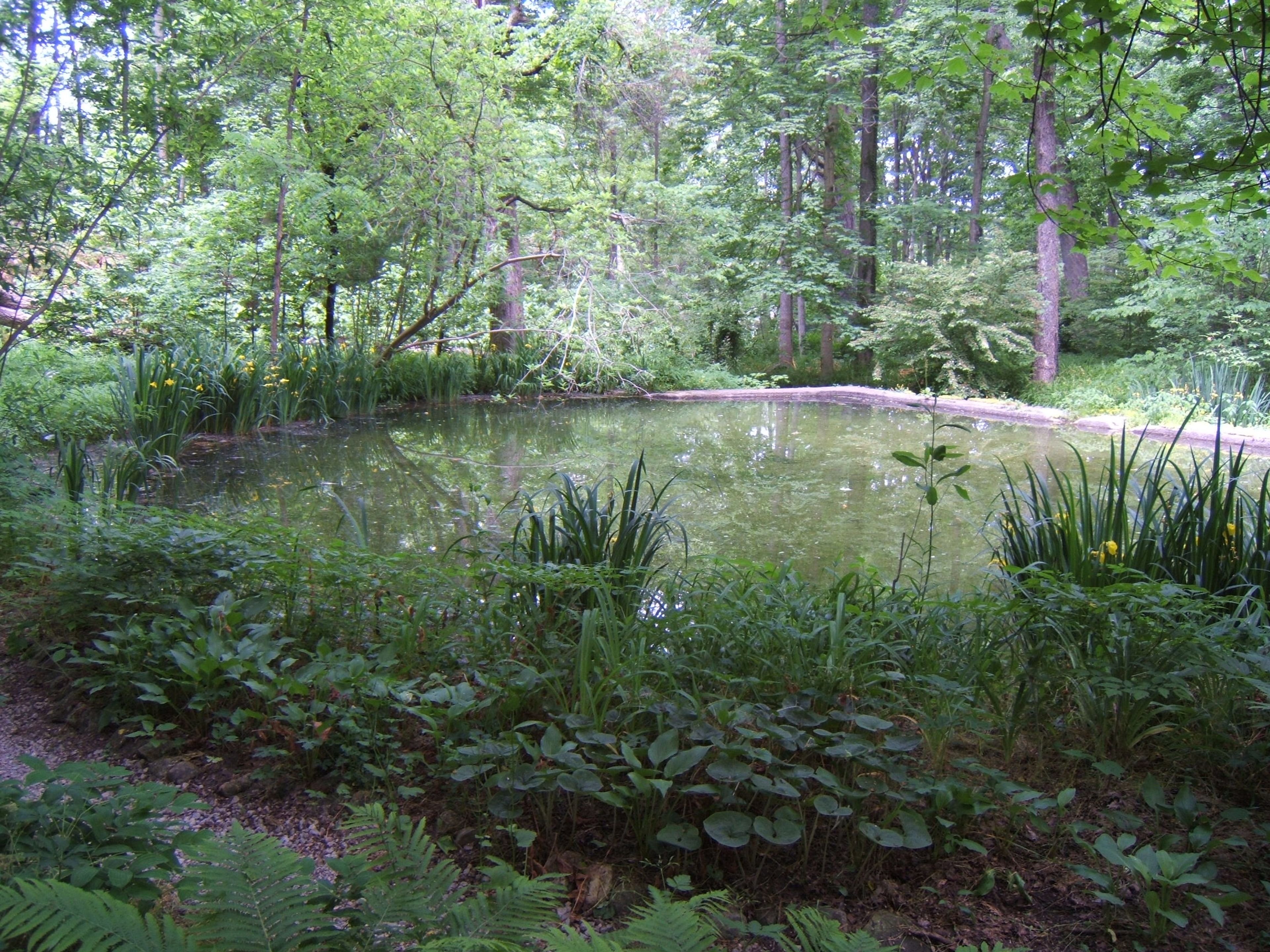 Pond_in_Summer_2.JPG