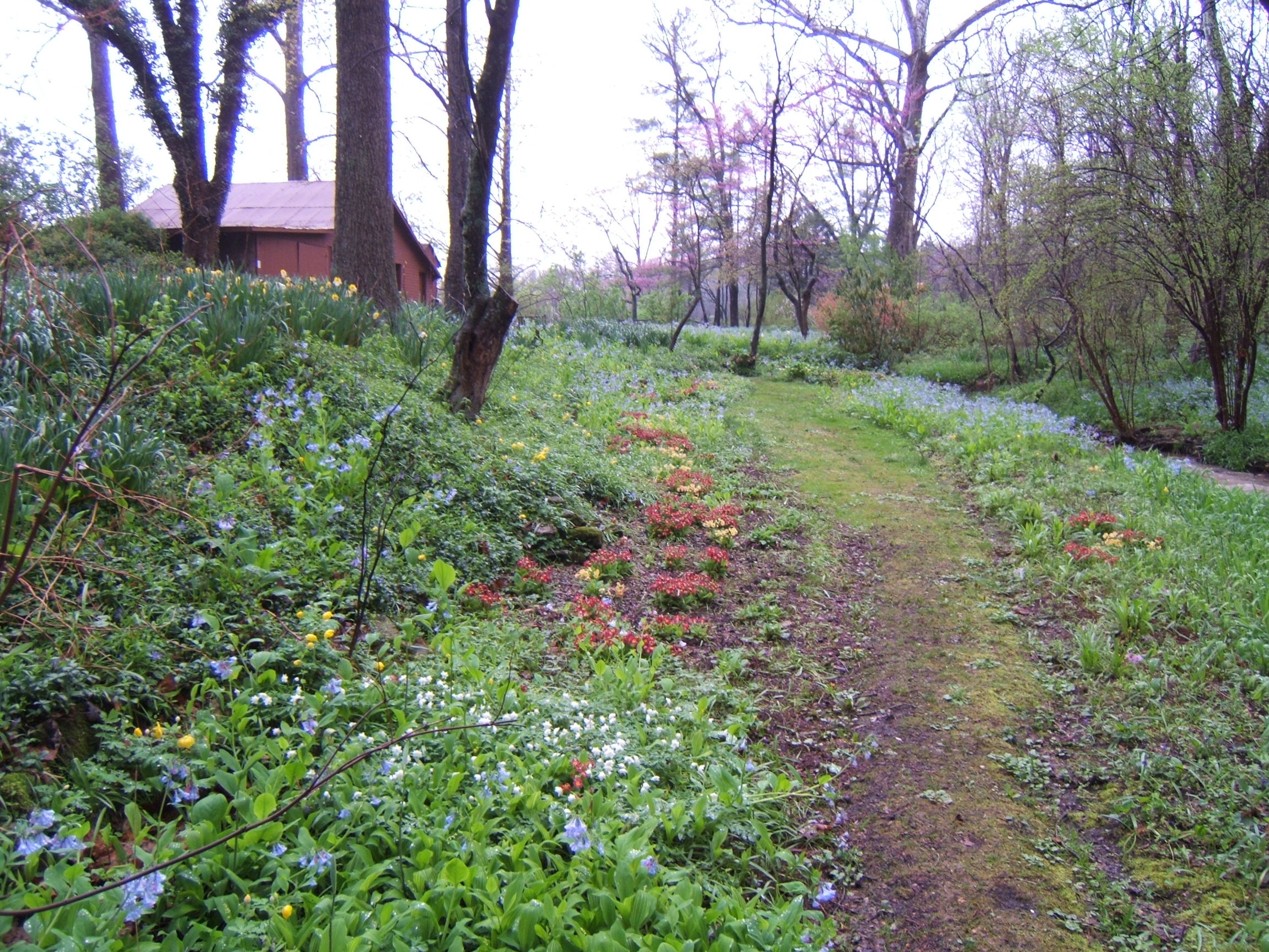 Primrose_Garden_in_Spring.JPG