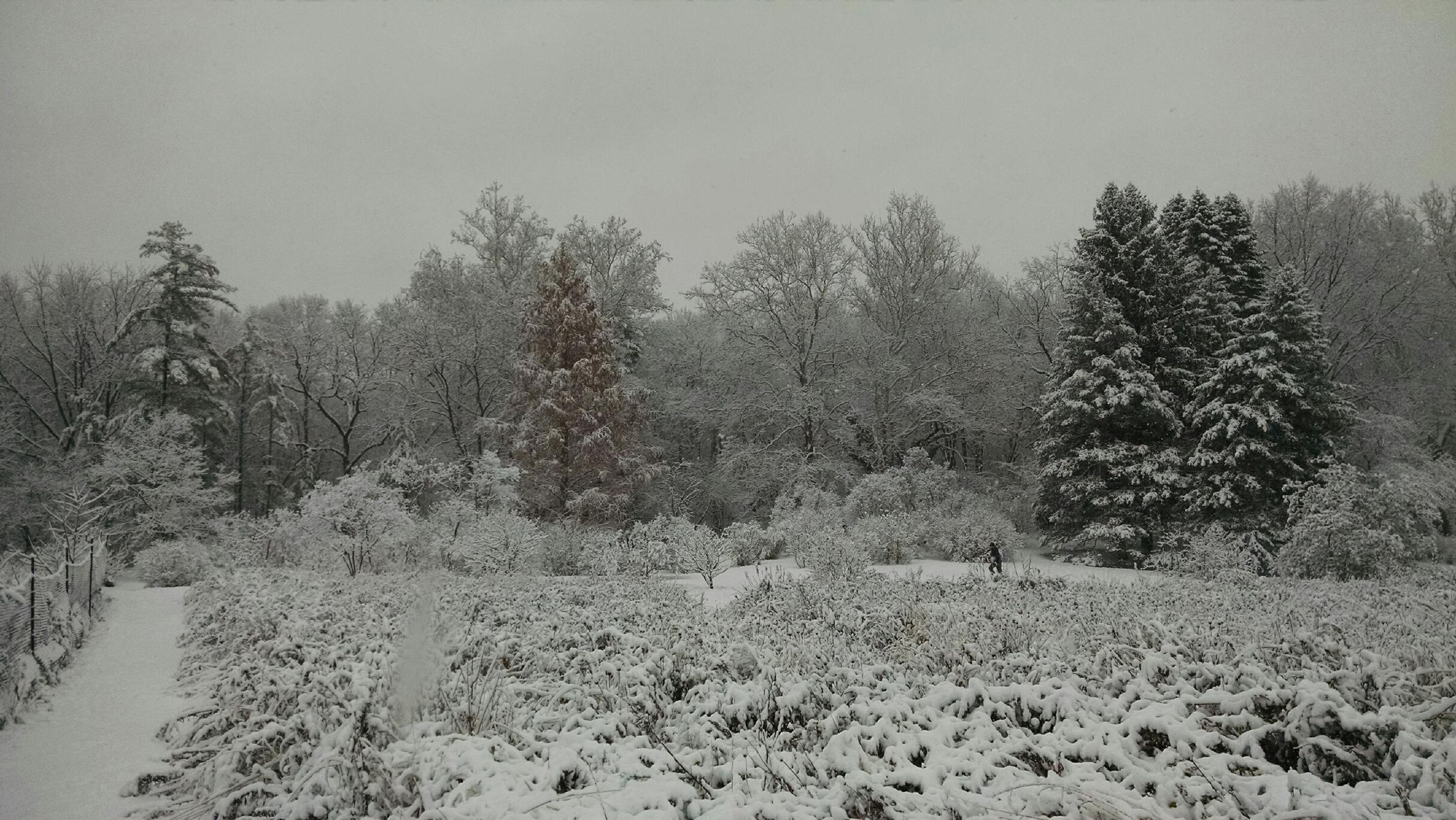 Lilac_Lawn_in_Winter.jpg