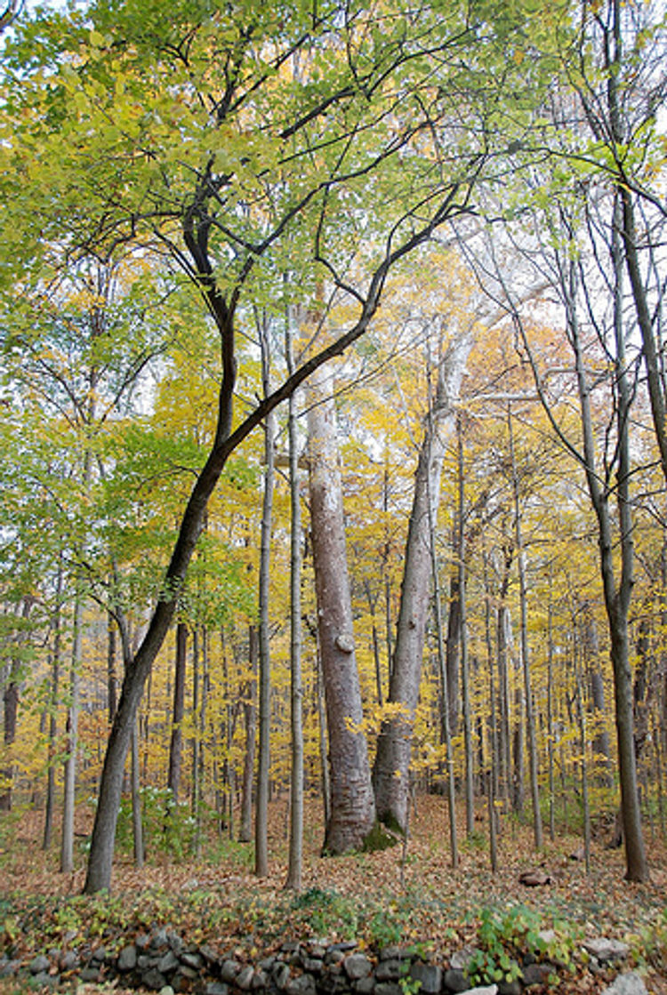 twin-sycamore-fall.jpg