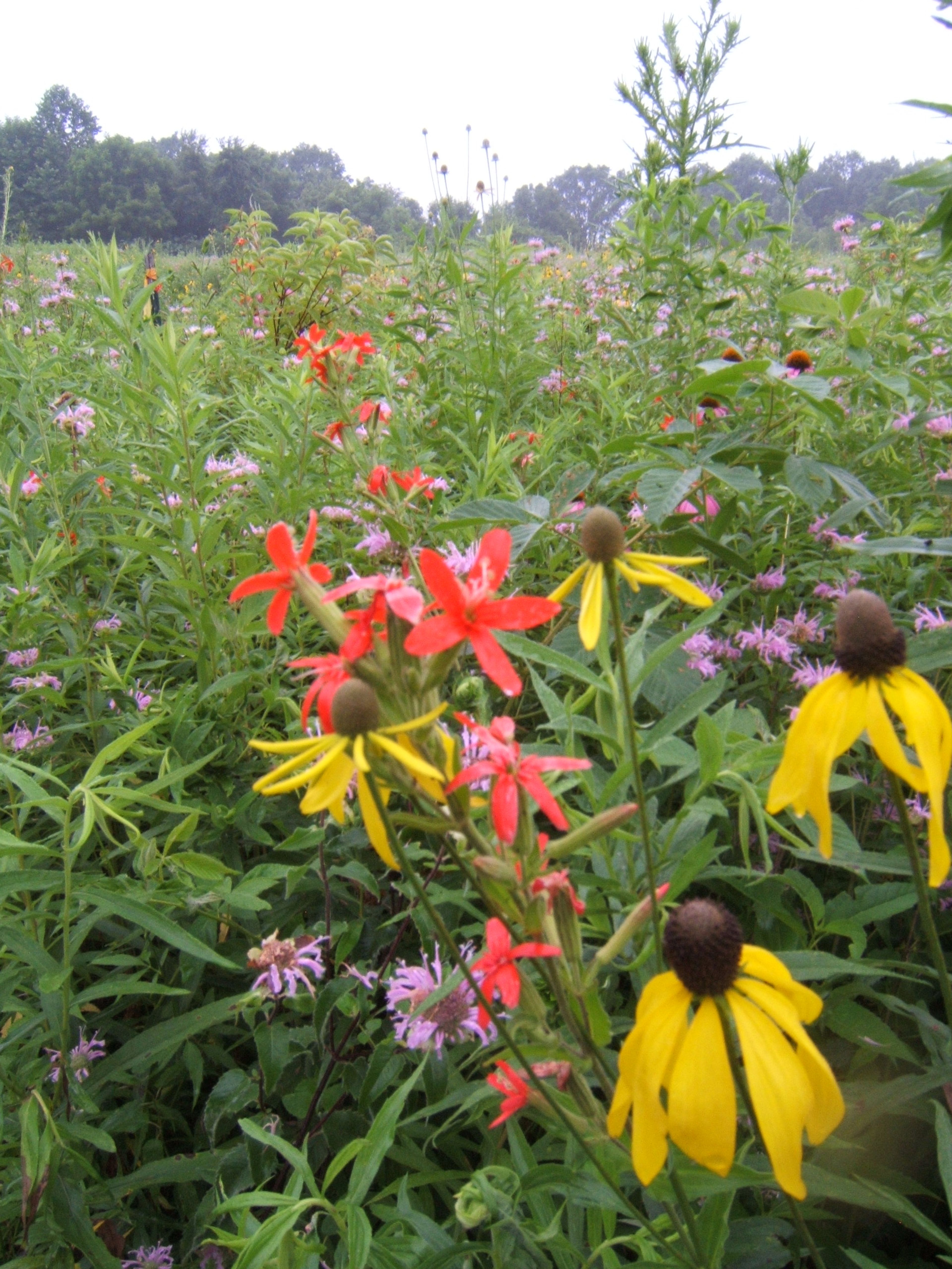 Prairie_in_bloom_4.JPG