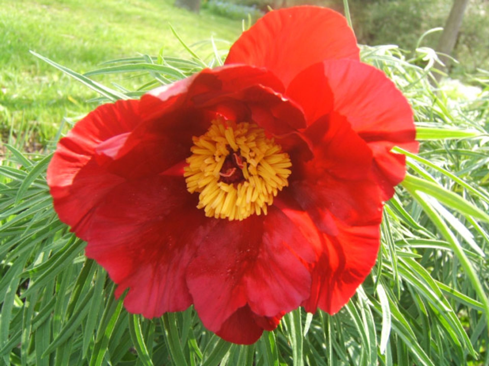 fern_leaf_peony_Specimen_Bed.jpg