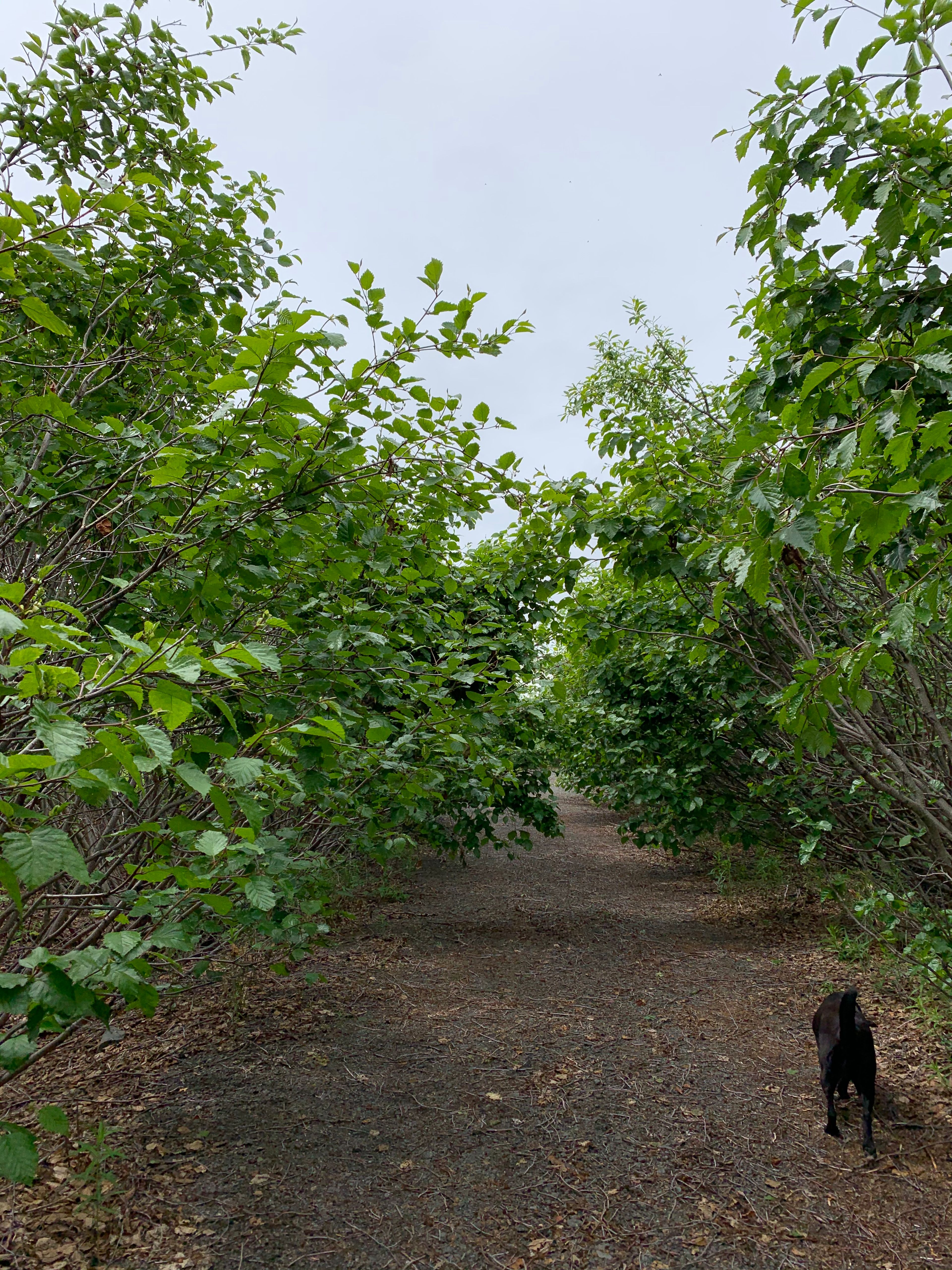 The start of the Nelchina River Trail