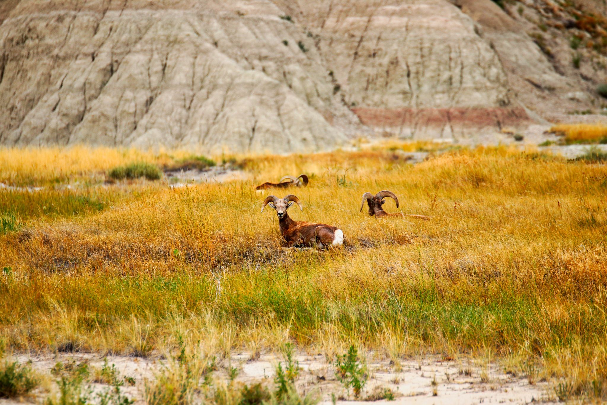 Wild animals in the Badlands, South Dakota, US.