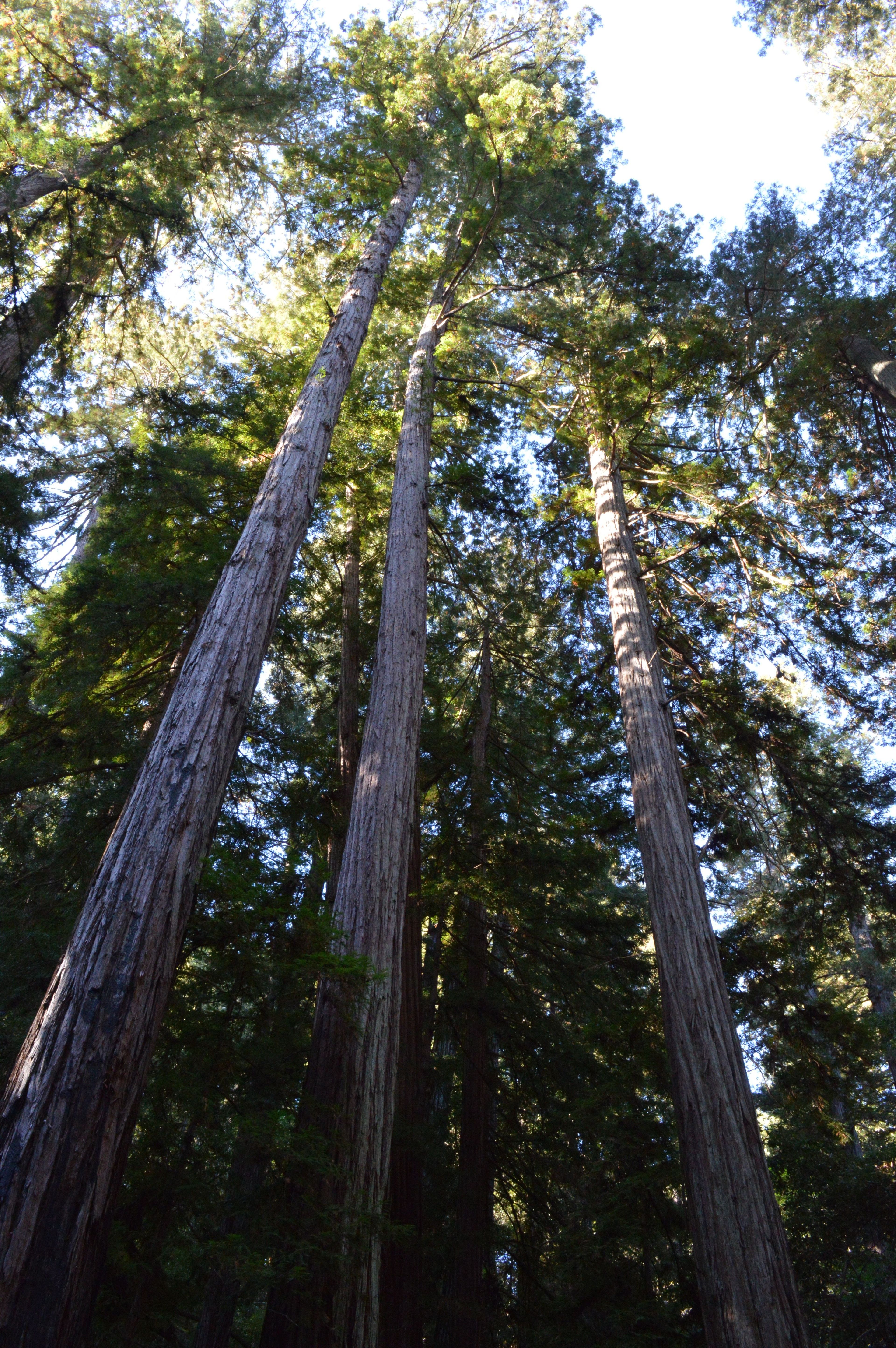 Image of California State Park