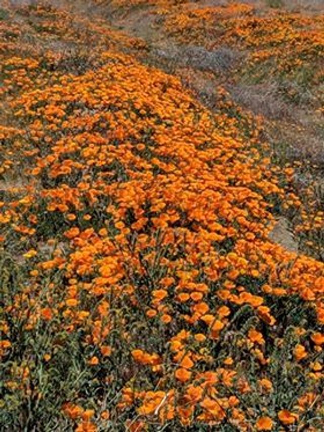 Image of California State Park