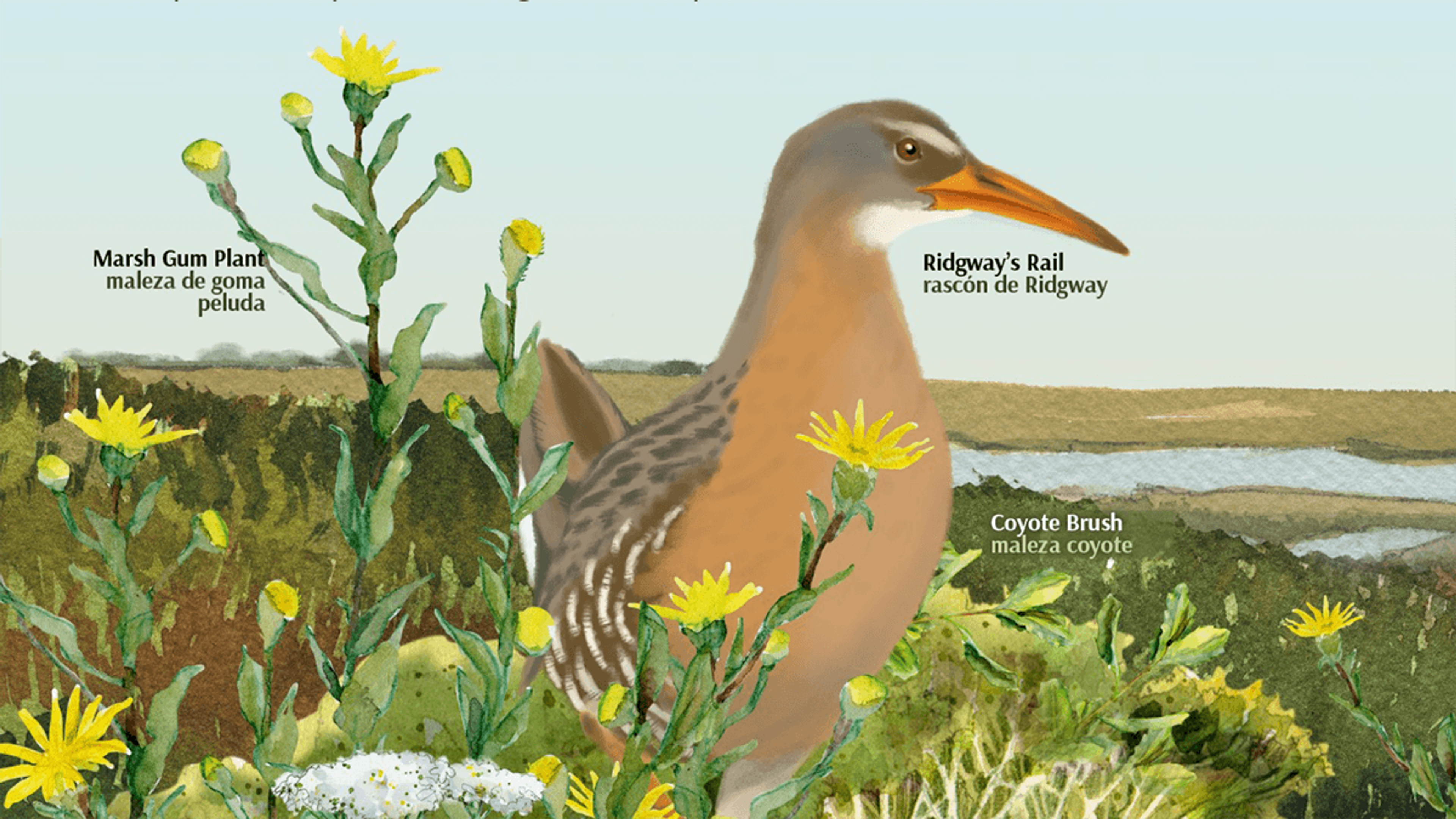 Marsh gum plant and Ridgway's rail - detail from interpretive panel. 