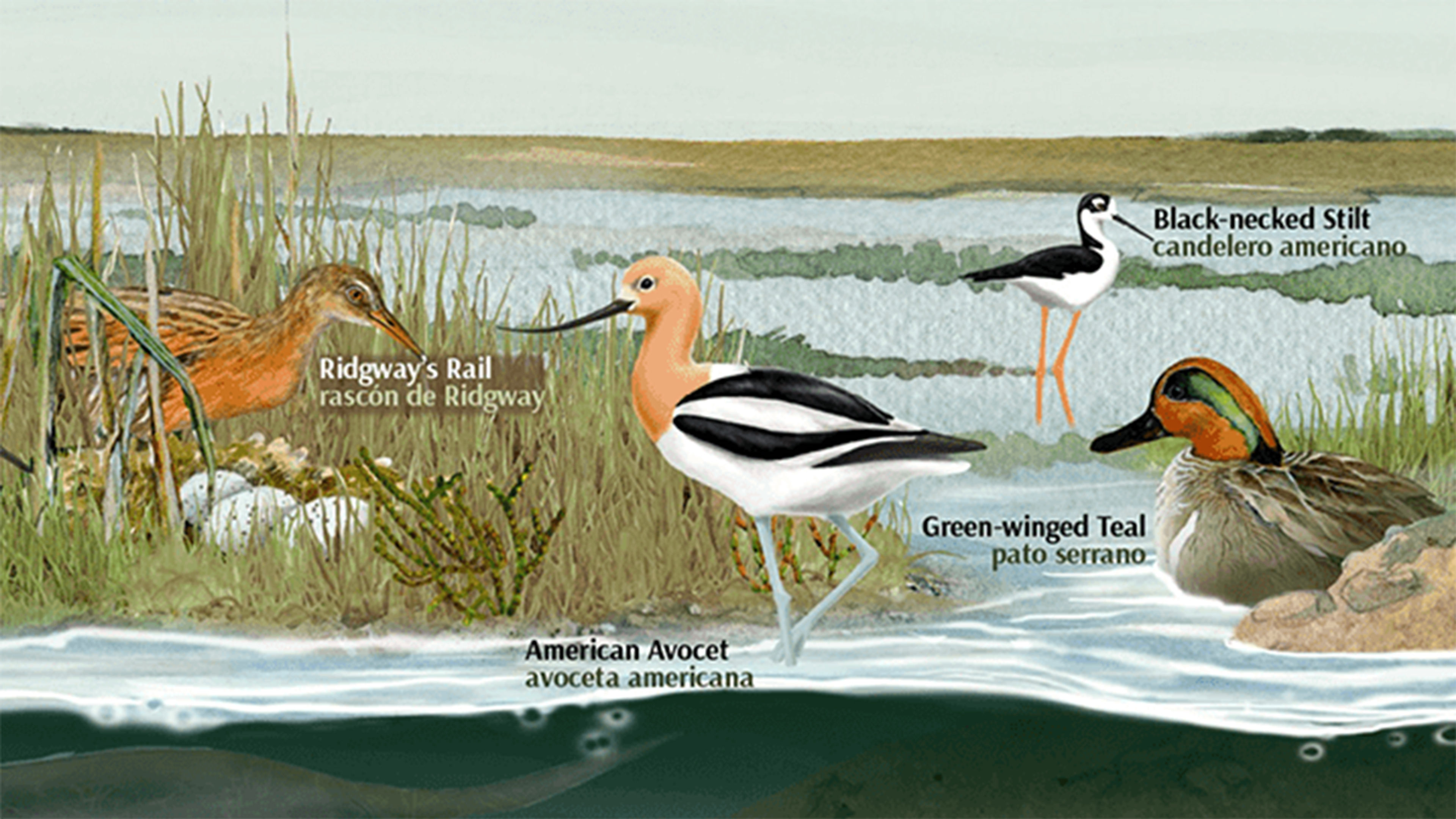 Ridgway's rail, American avocet, black-necked stilt, green-winged teal - detail from interpretive panel. 