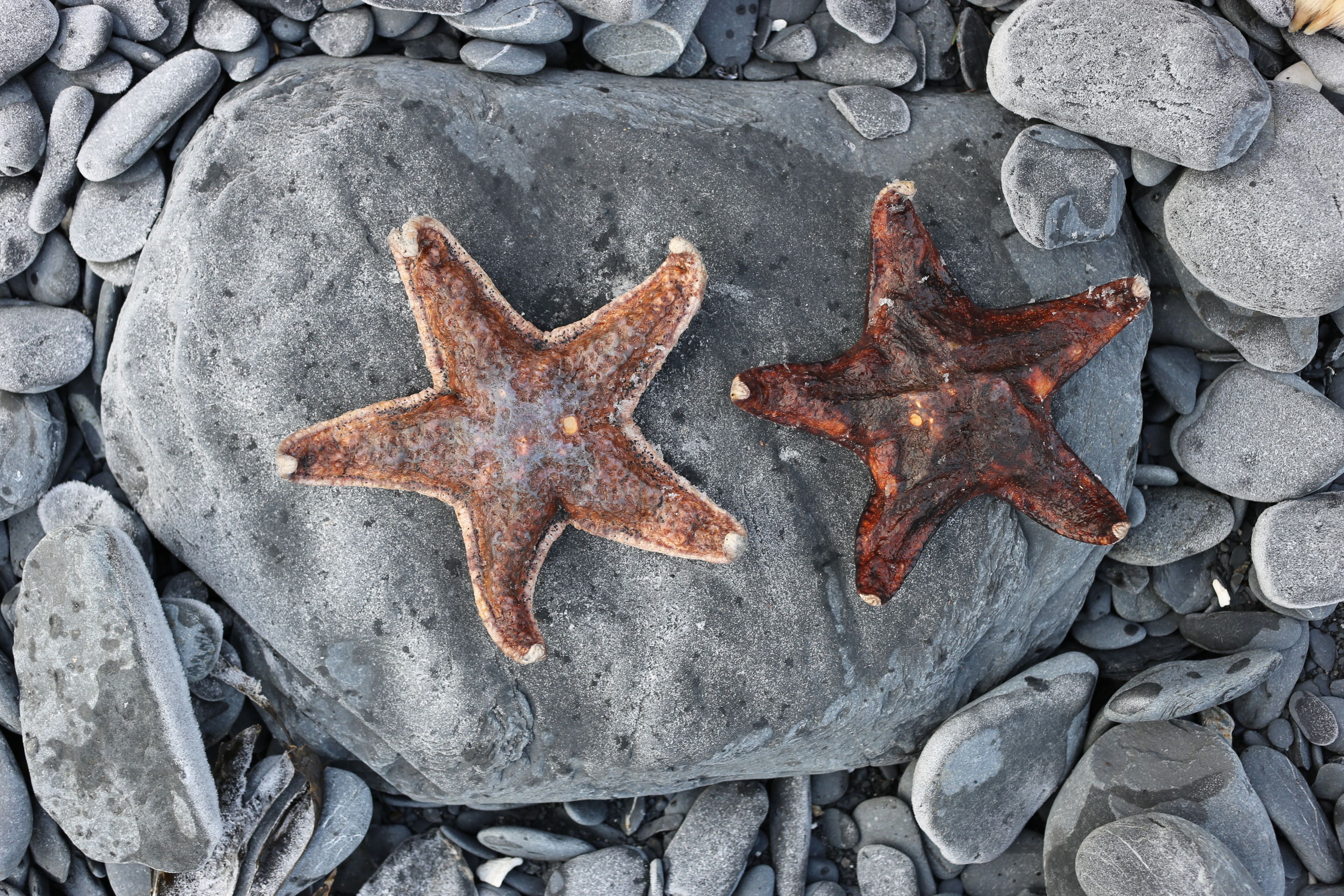 Sea Stars at Abercormbie