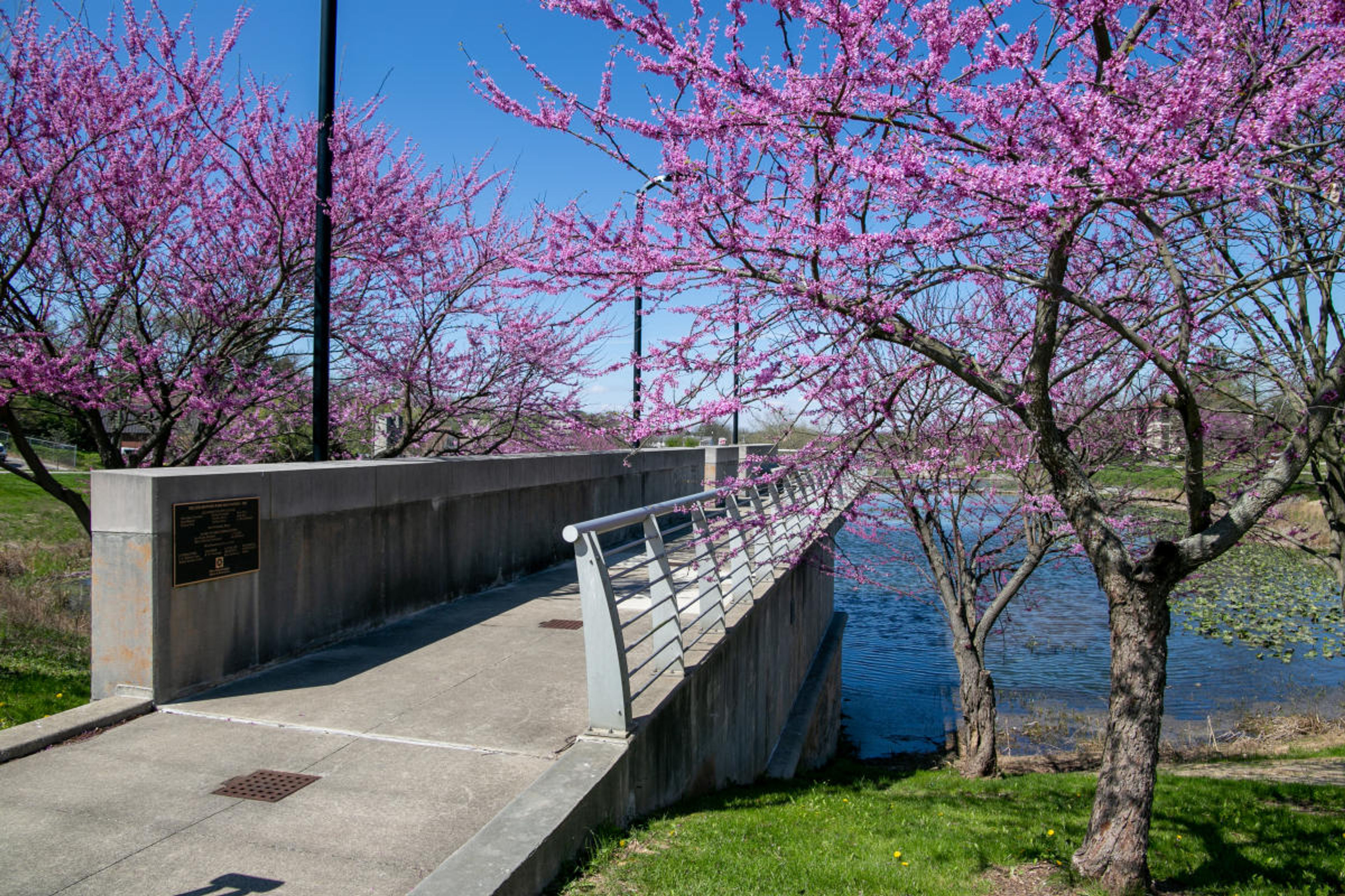 Overlook platform at Miller-Showers Park in Bloomington, Indiana.