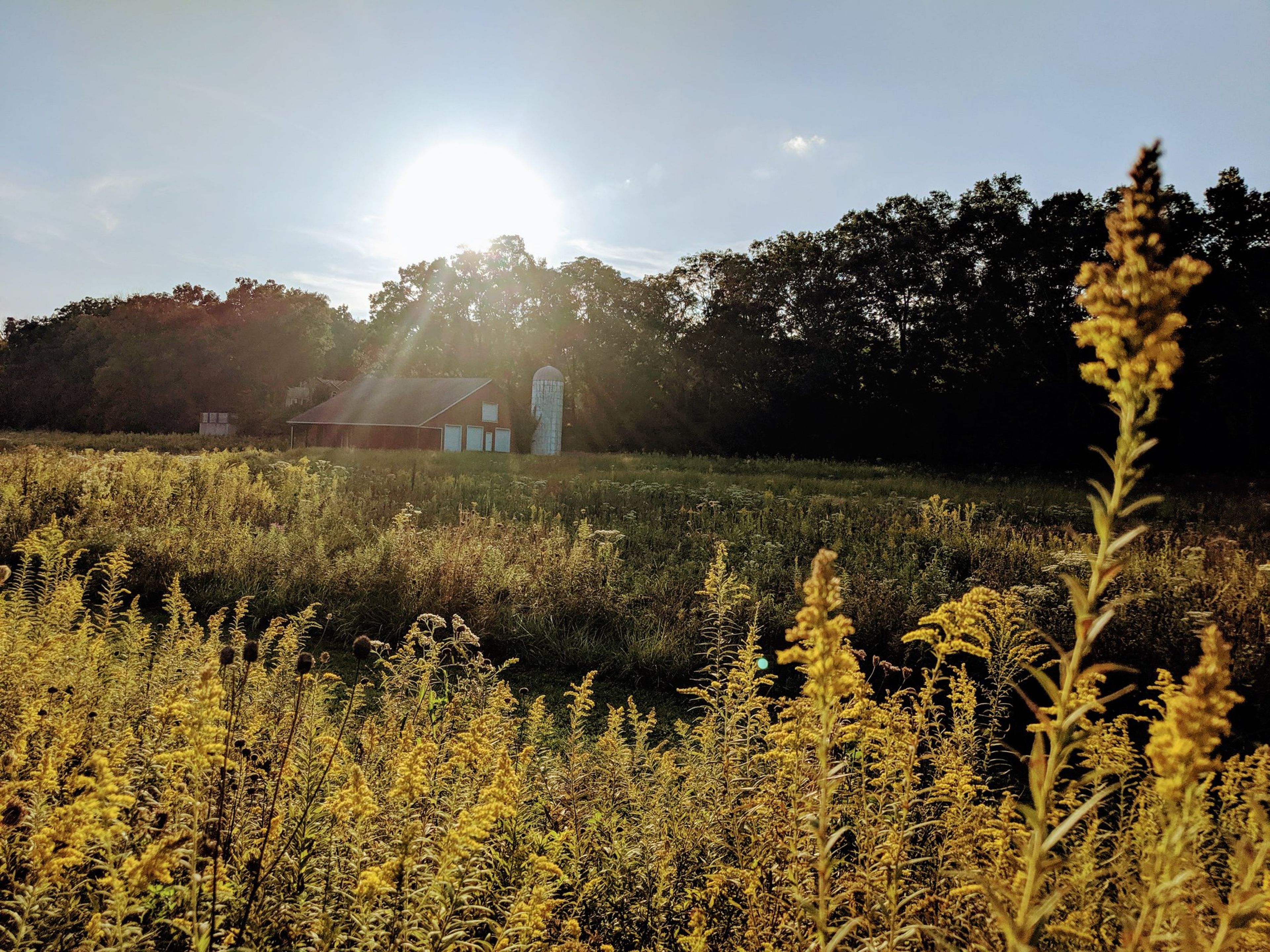 Goat Farm Park in Bloomington, Indiana.