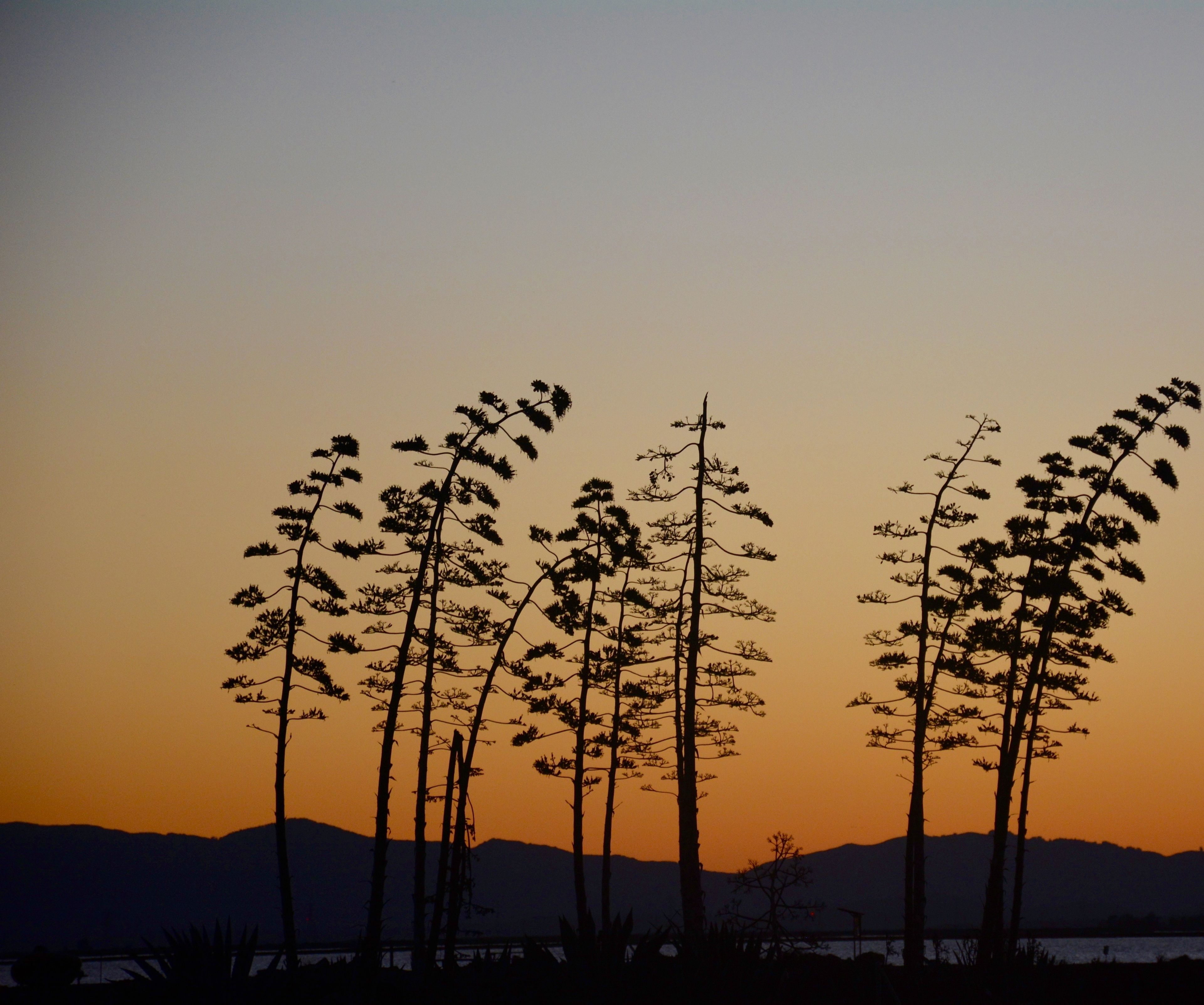 Agave_Sunset.jpg