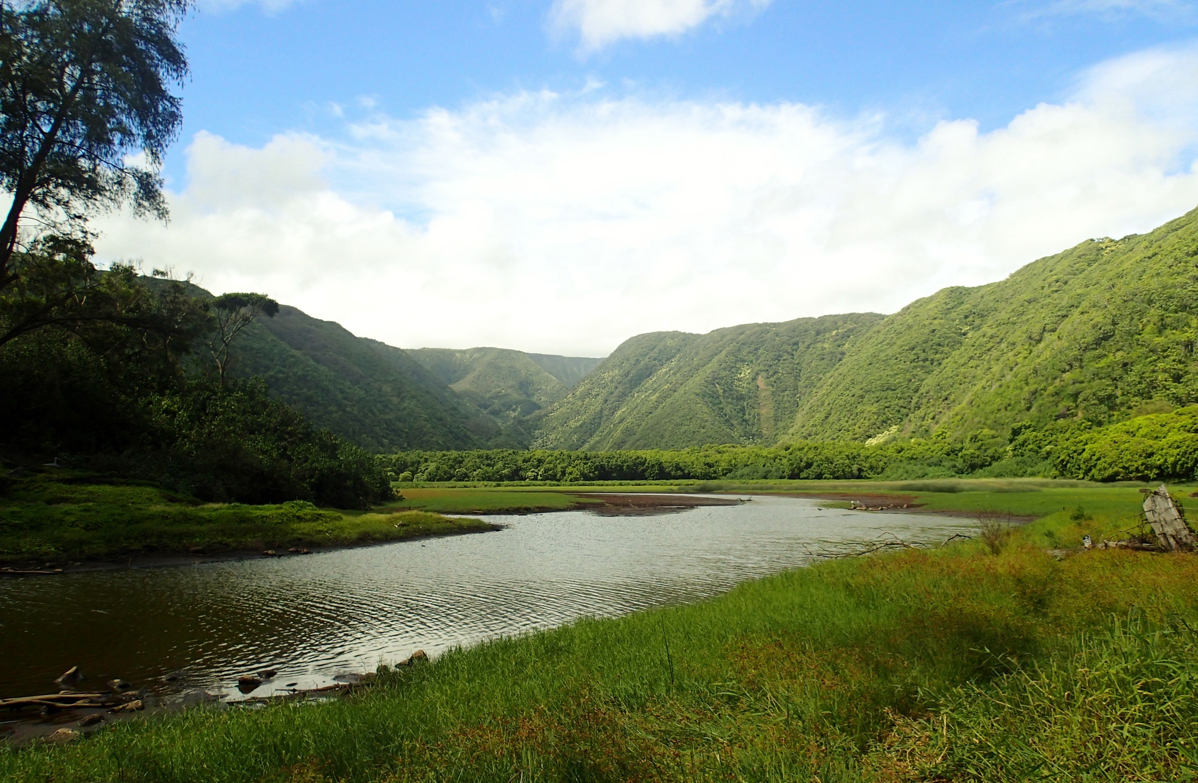 Kohala Forest Reserve, Pololu Section