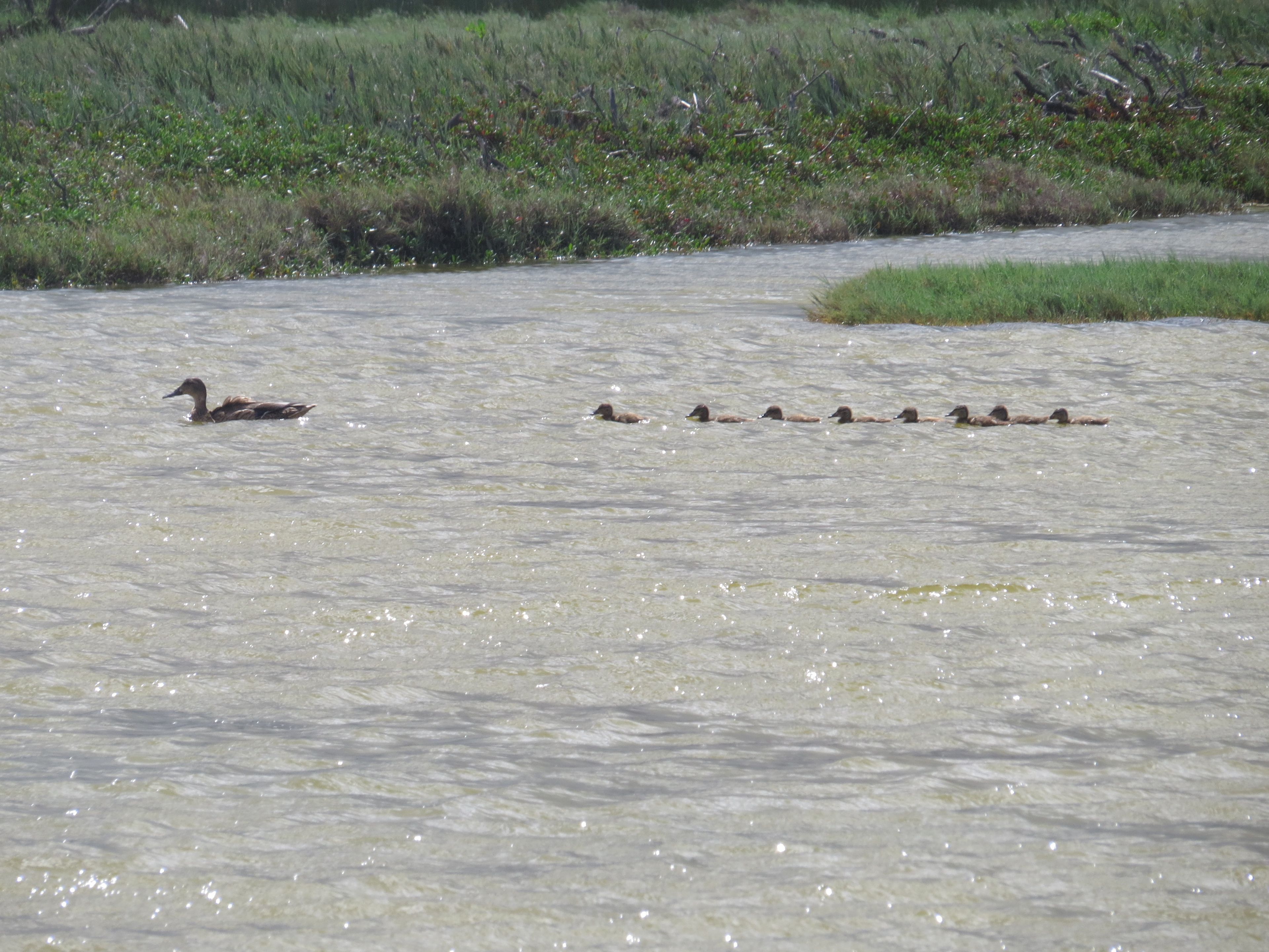 A mother koloa (the endemic Hawaiian duck) has a busy year.