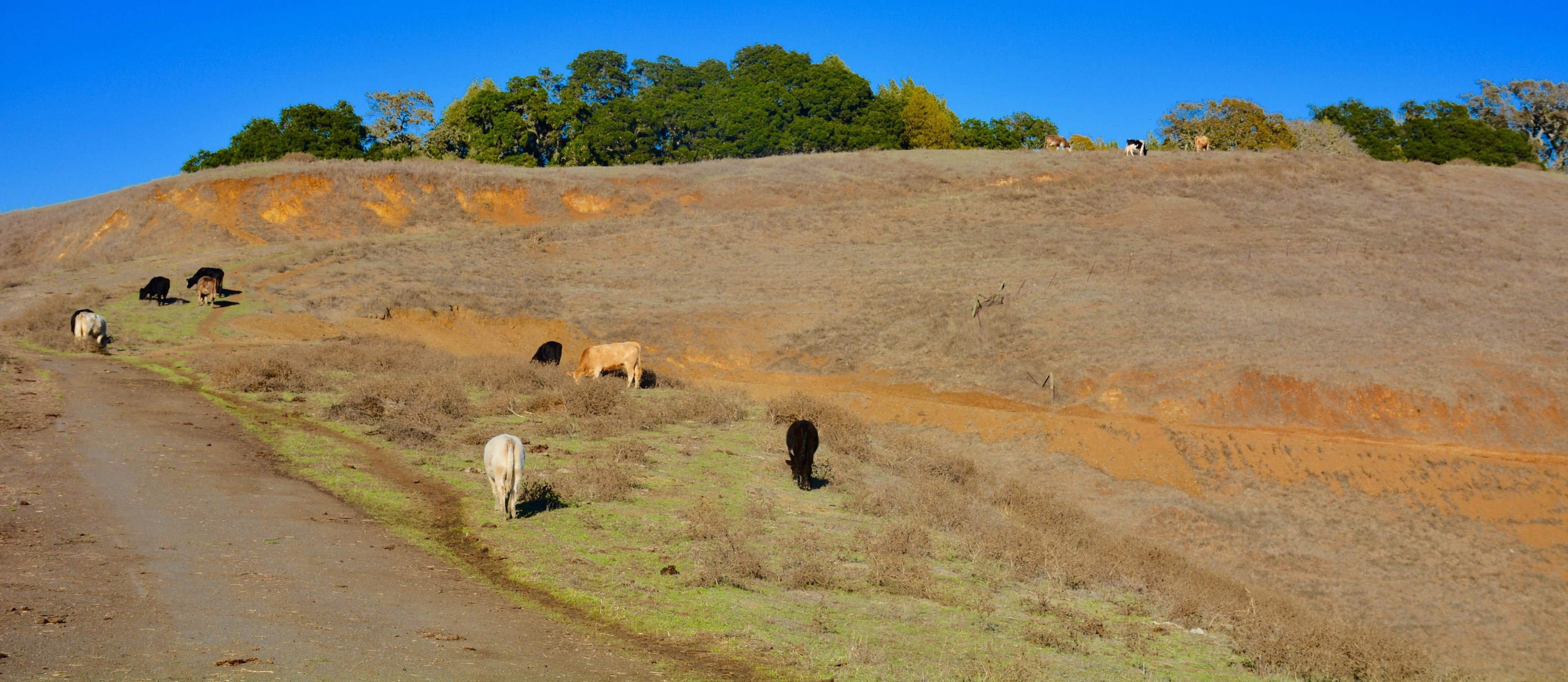 Cows_on_Hillside.jpg