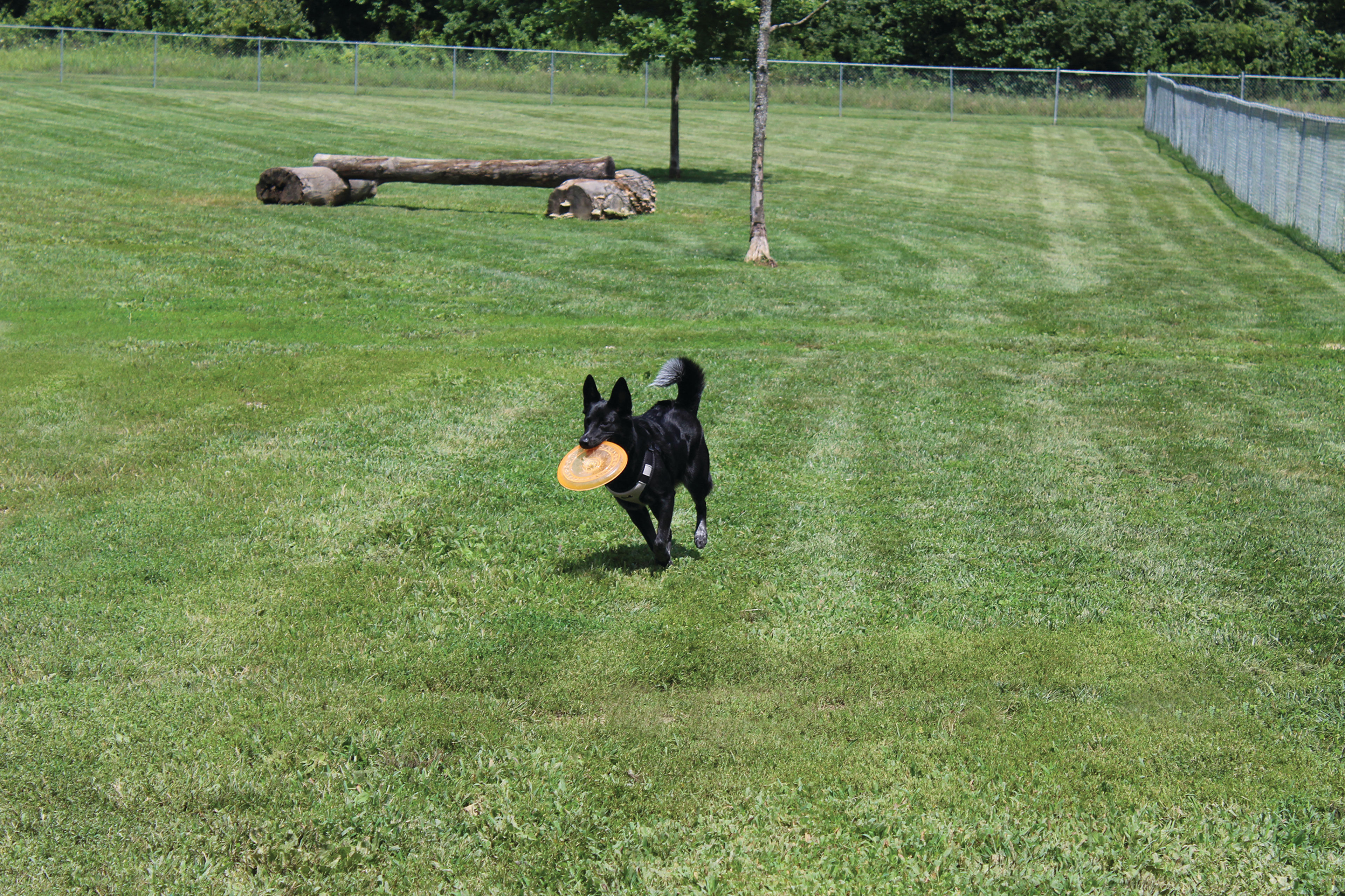 dogs enjoy playing in Ferguson Dog Park