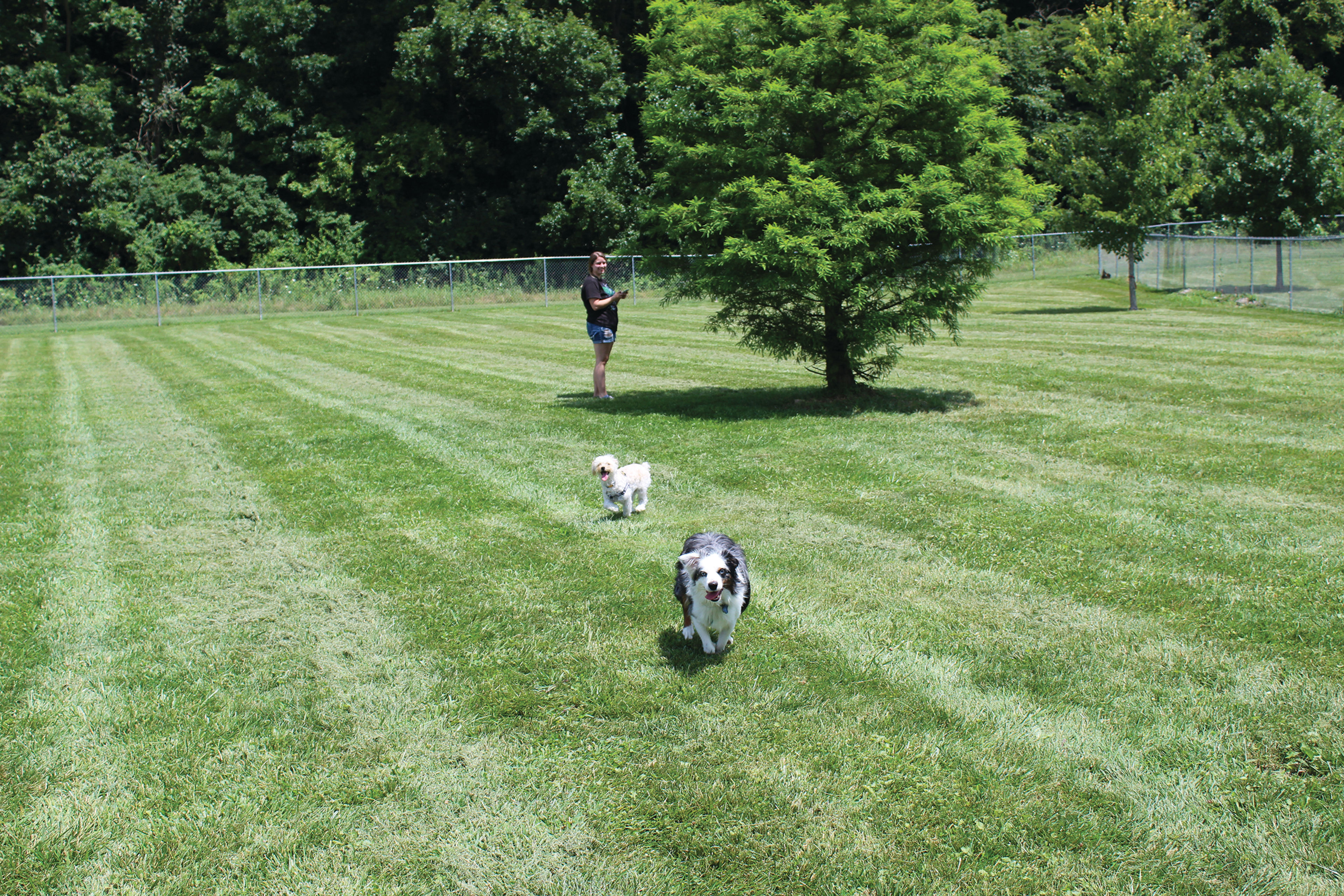 dogs can make new friends at Ferguson Dog Park