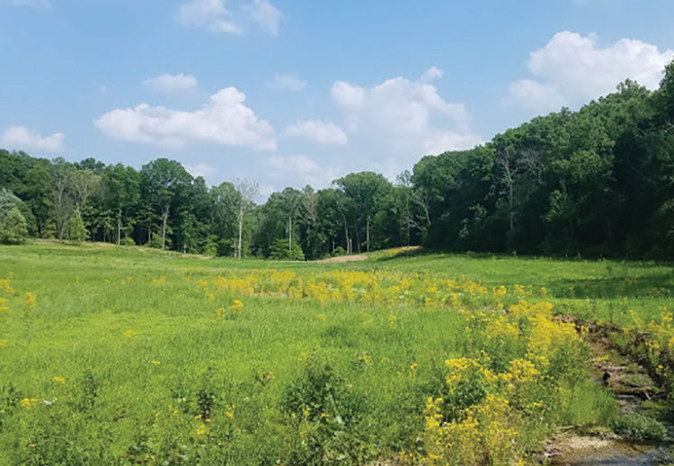 Wapehani Mountain Bike Park
