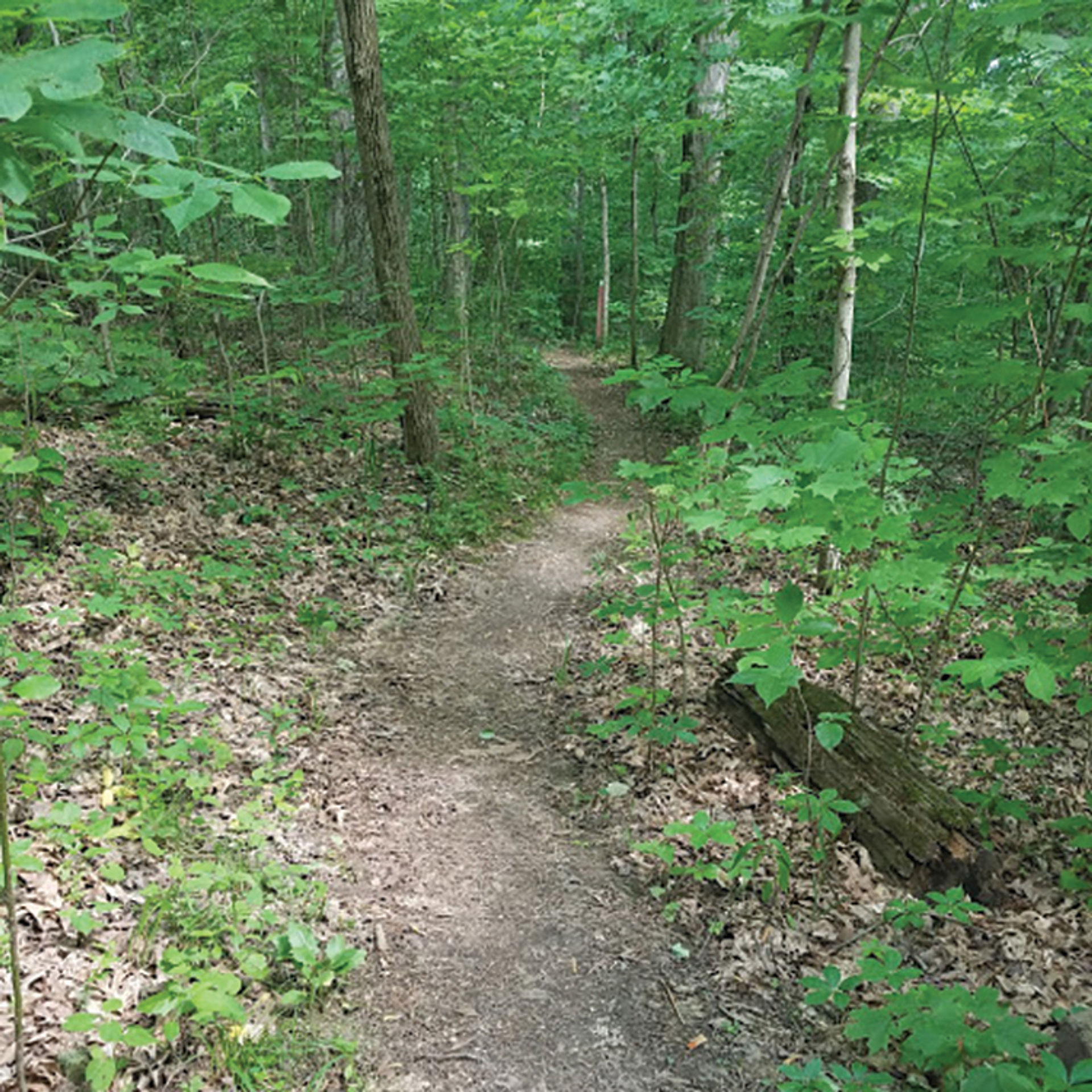 Wapehani Mountain Bike Park trail