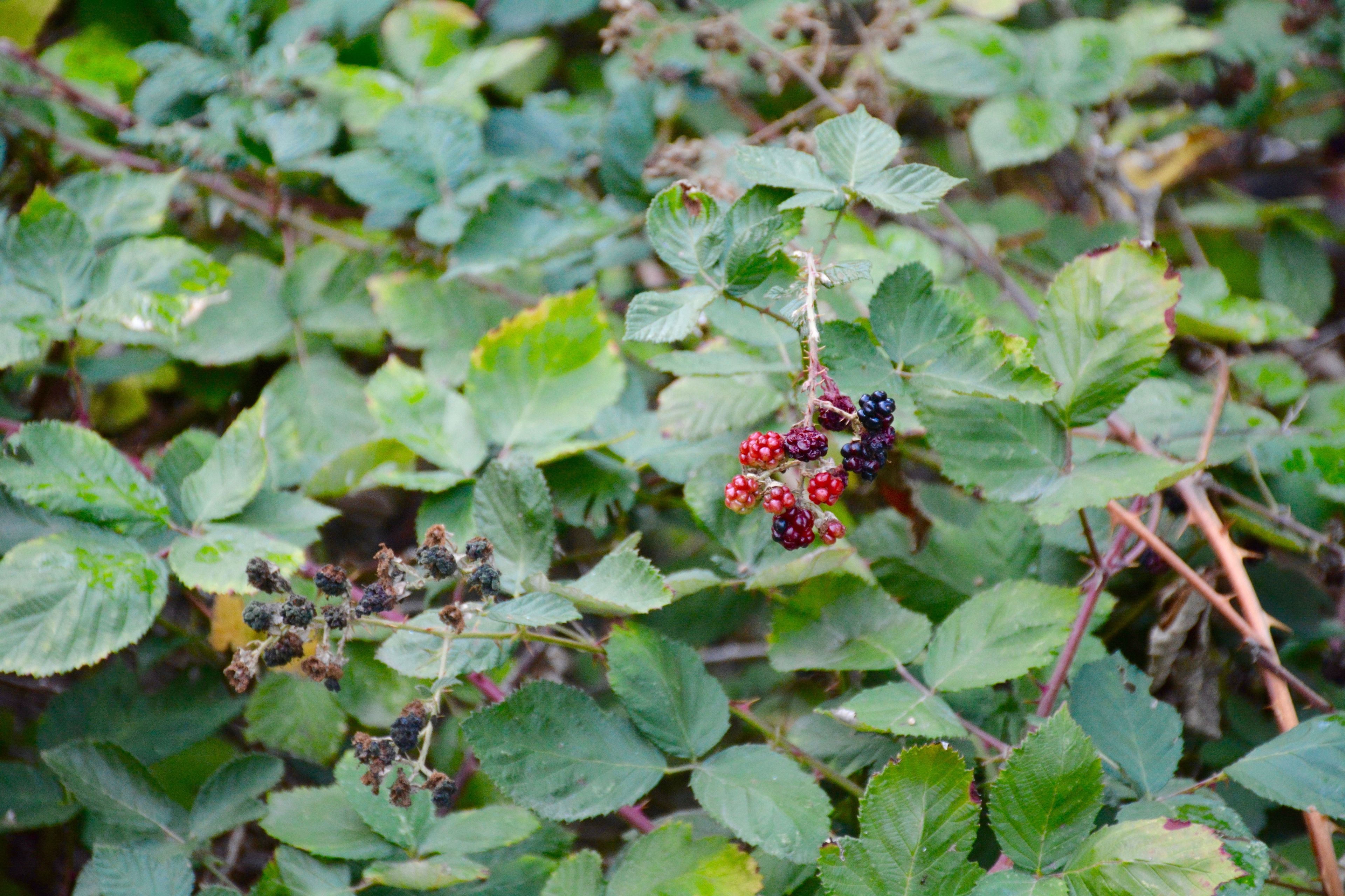 blackberries.jpg