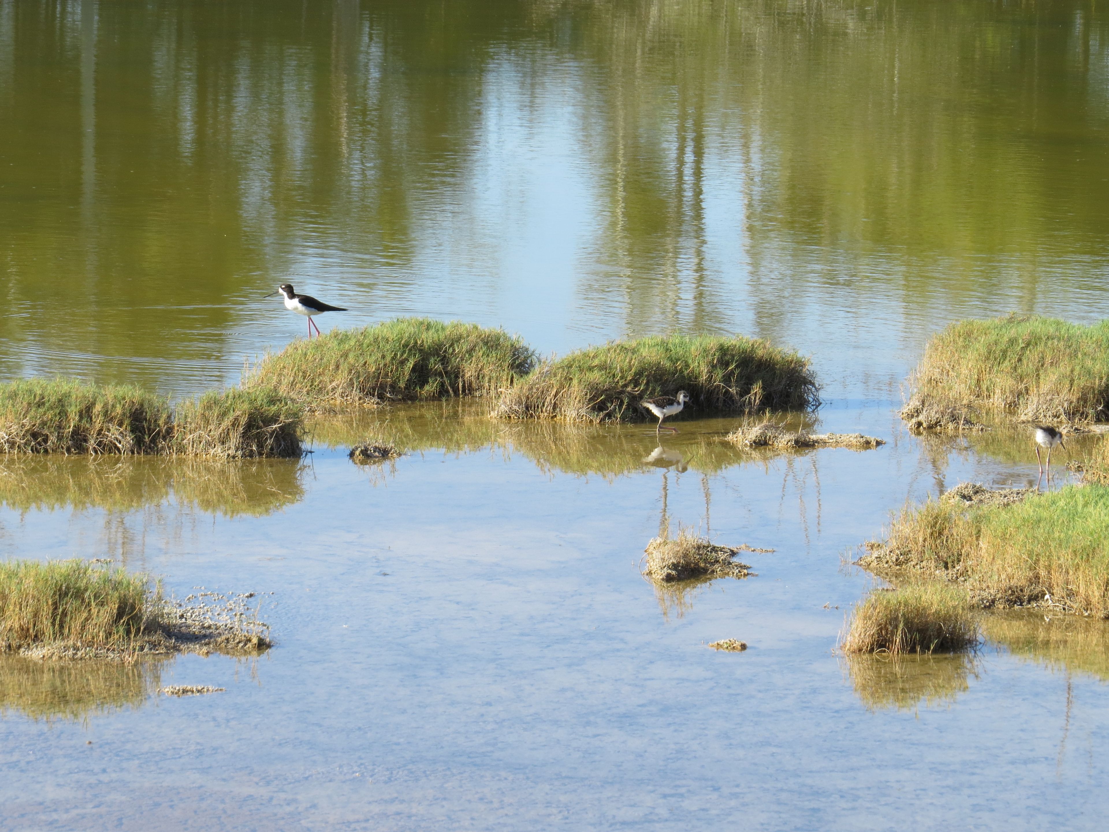 Ae‘o (Himanto mexicanus knudseni, Black necked stilt), and the ‘alae ke‘oke‘o (Fulica alai, Hawaiian coot) feed on different items, happily sharing the pond.