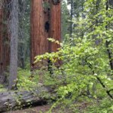 Giant Sequoia