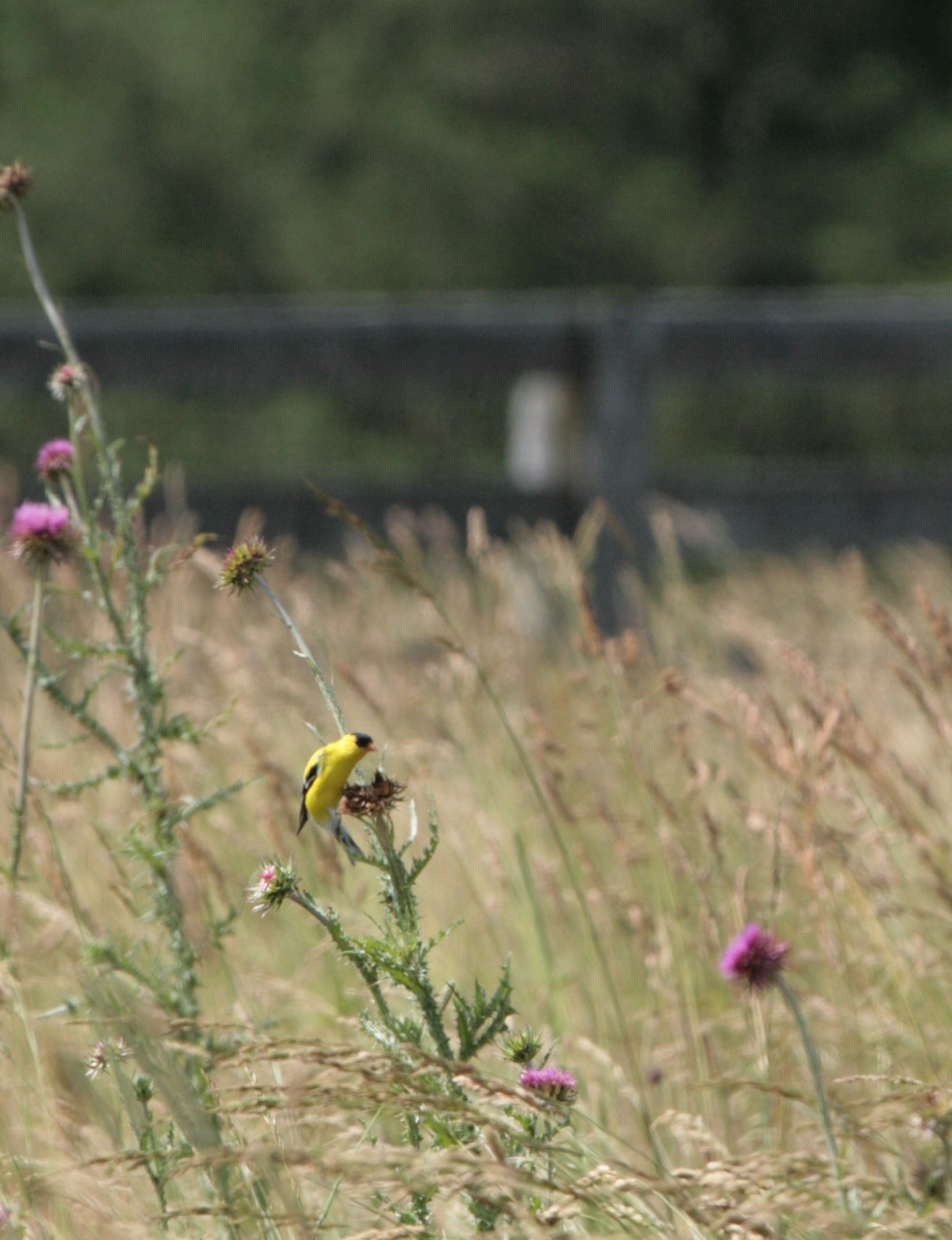 Goldfinch on thistles