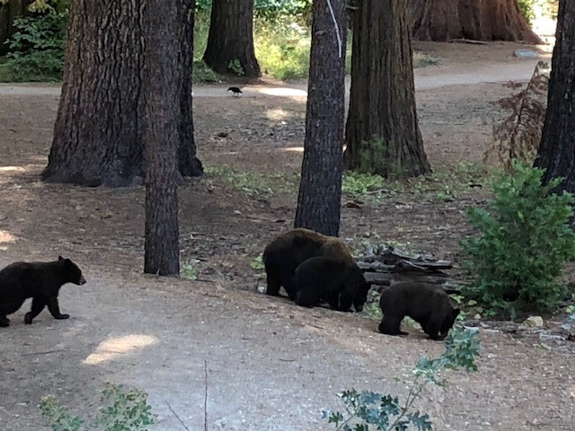 Be respectful of wildlife that lives at the park. Be bear aware.