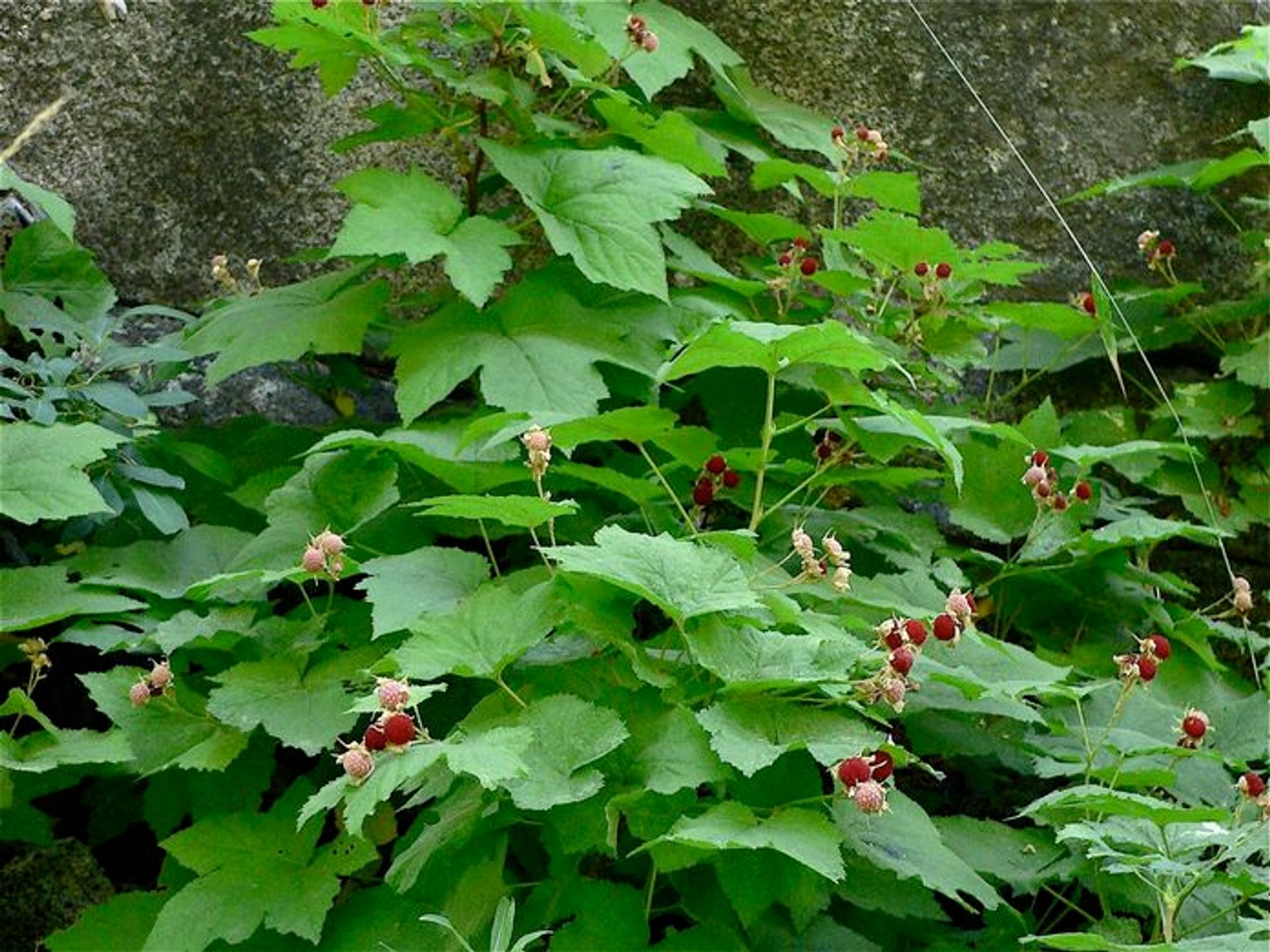 Thimbleberry plant with berries