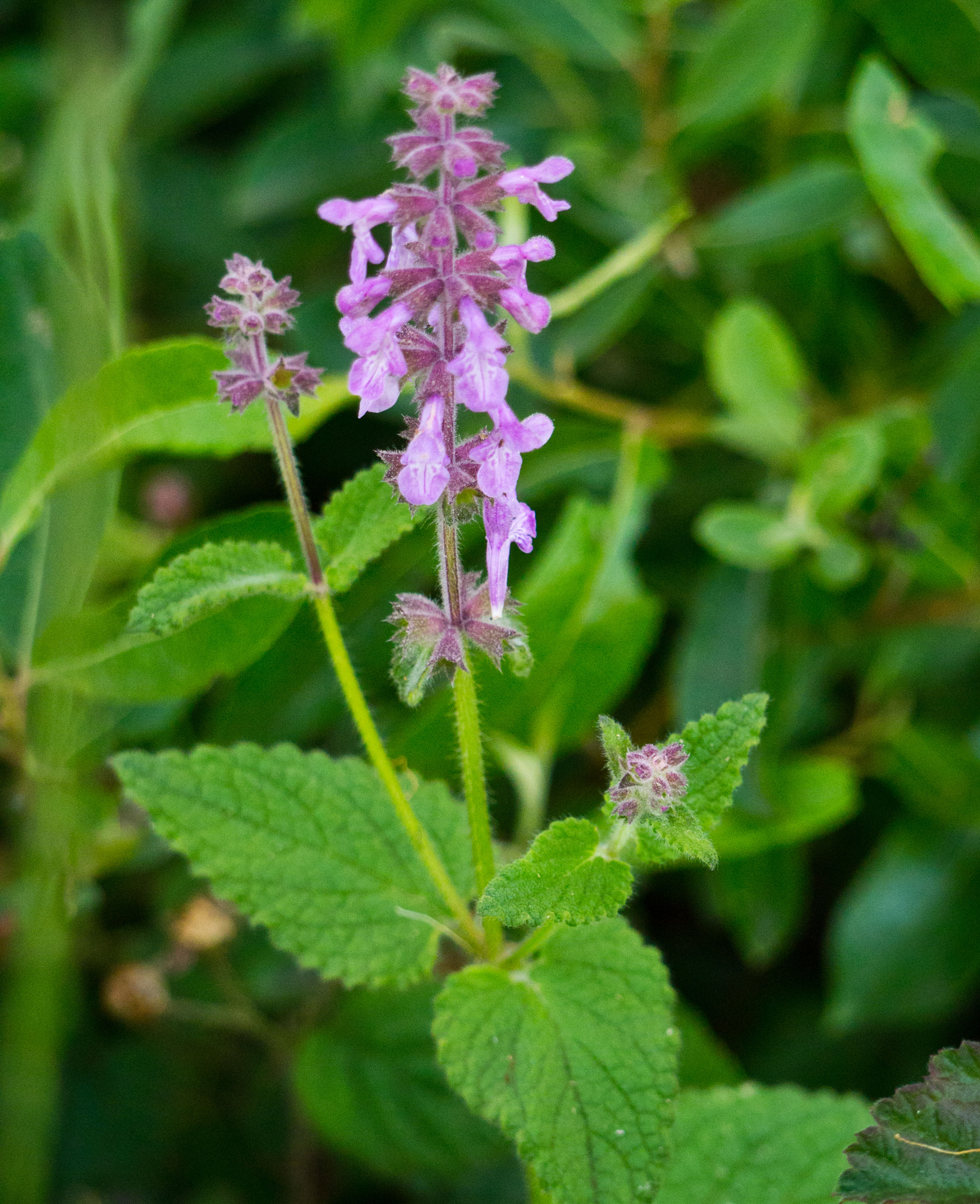 hedgenettle leaves and flowers