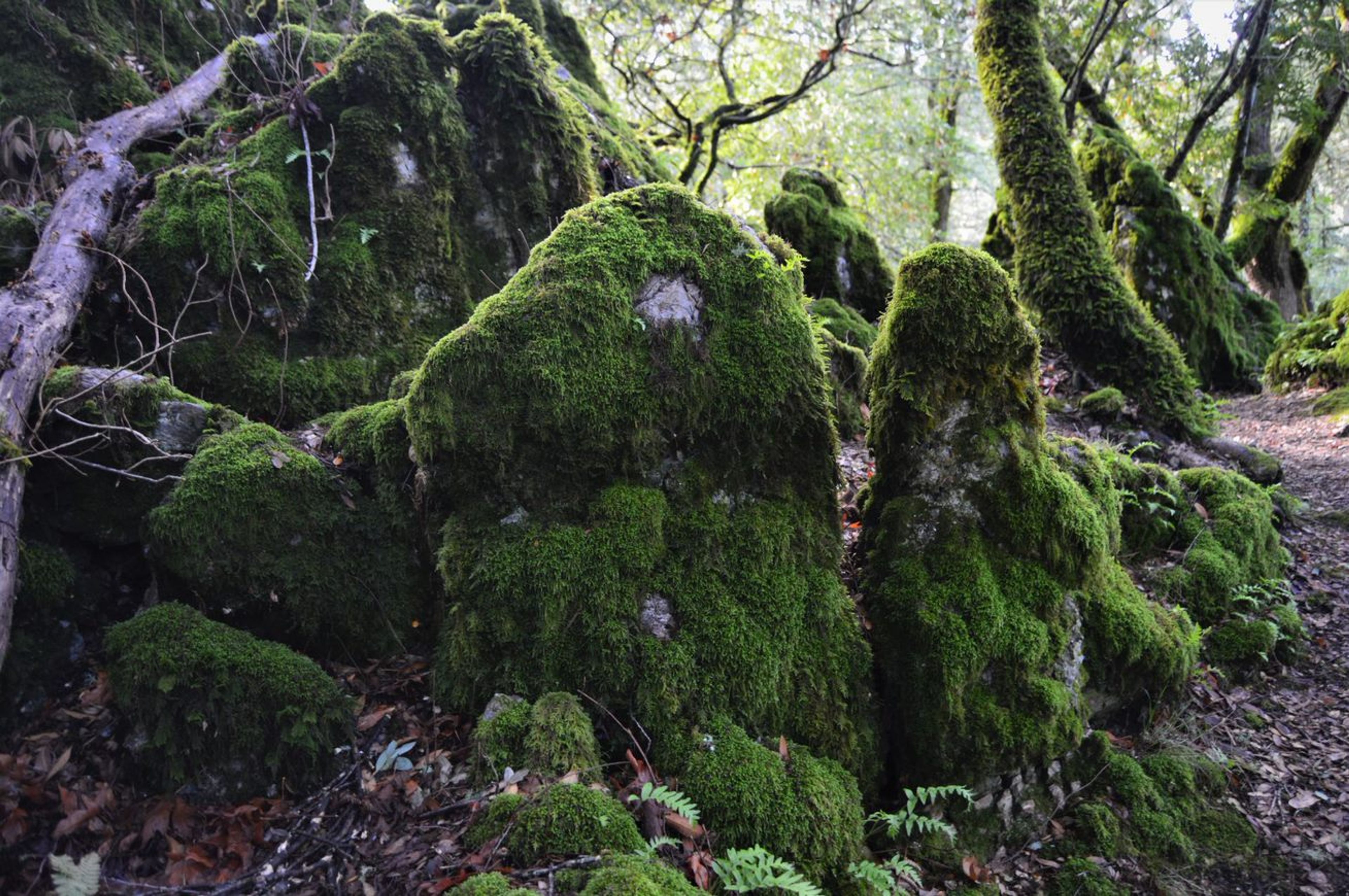 Limestone outcrop with moss alongside the trail