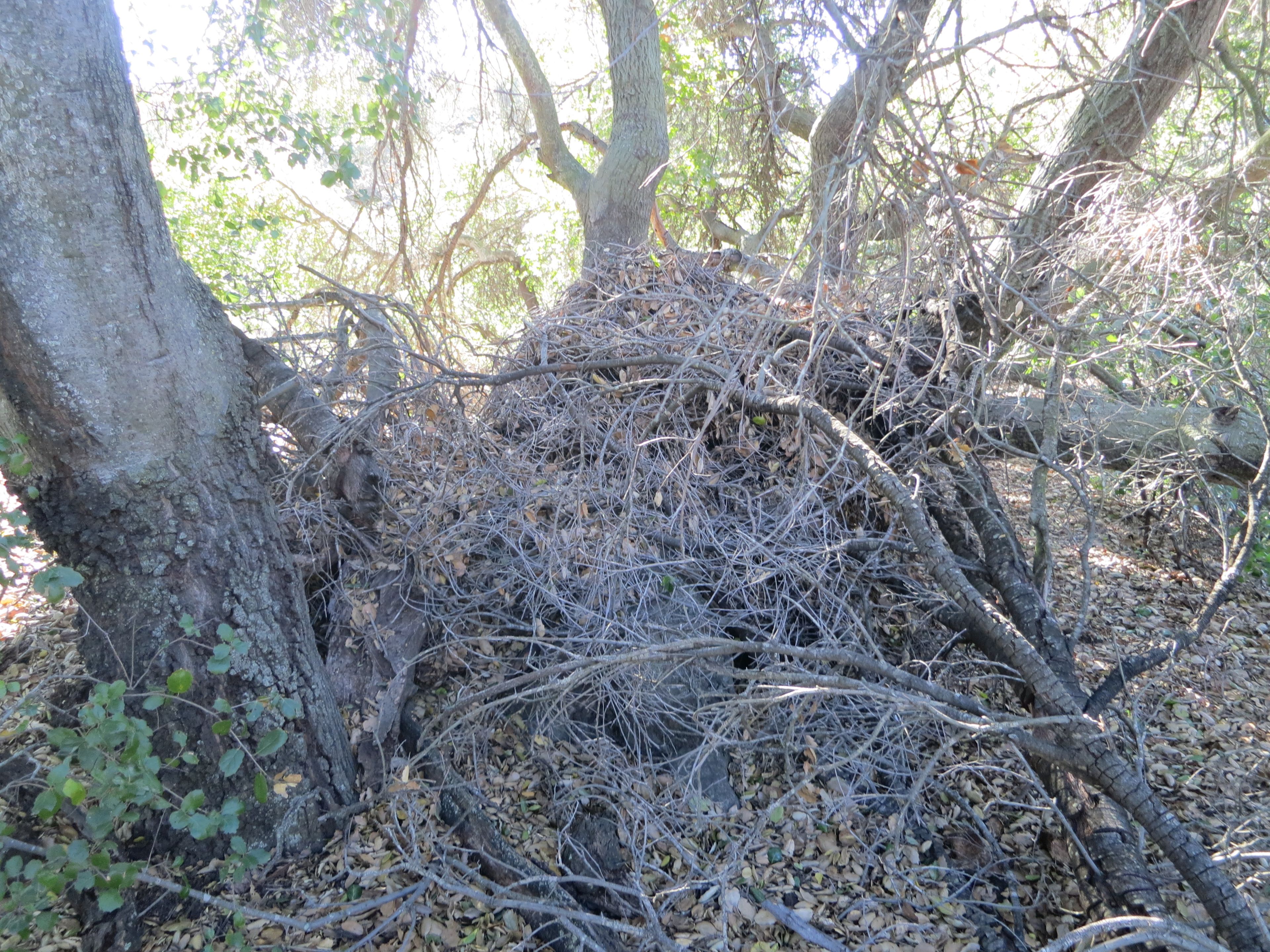 Woodrat nest