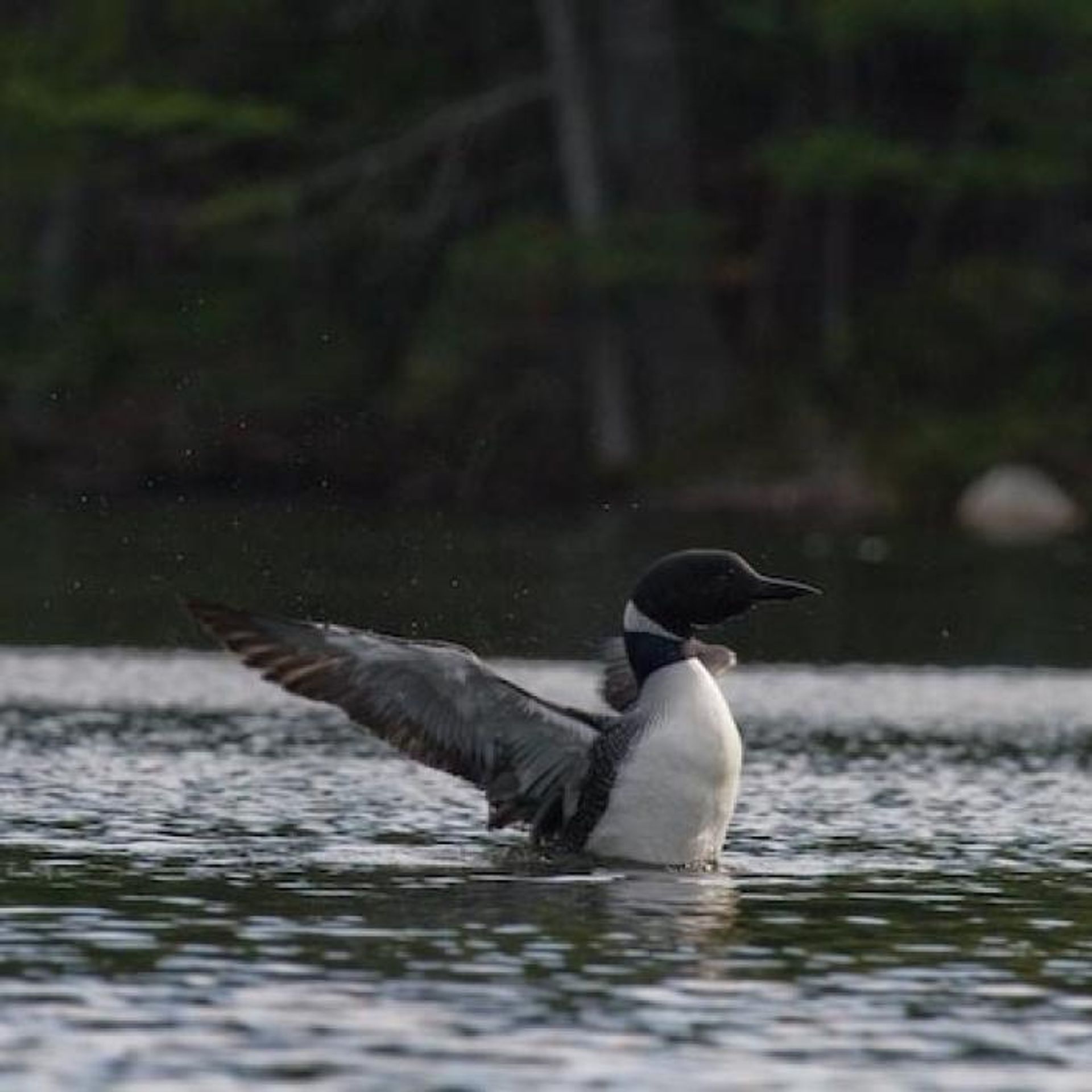 A loon takes flight on Grafton Pond.