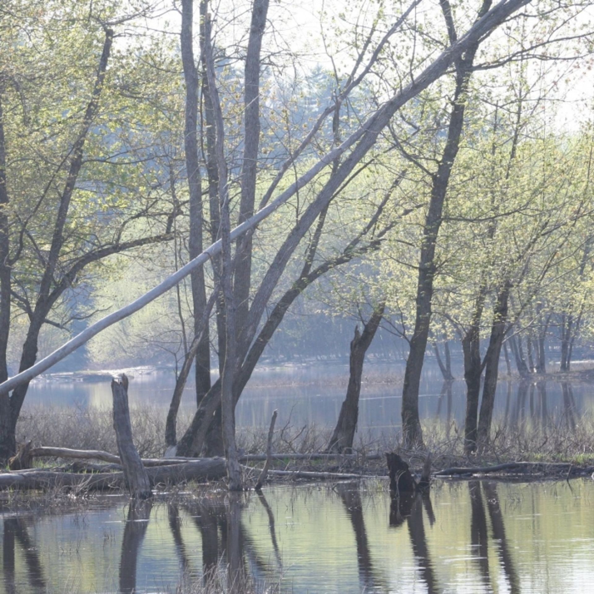 Silver Maple in a flooded area of the Merrimack River floodplain in Spring.