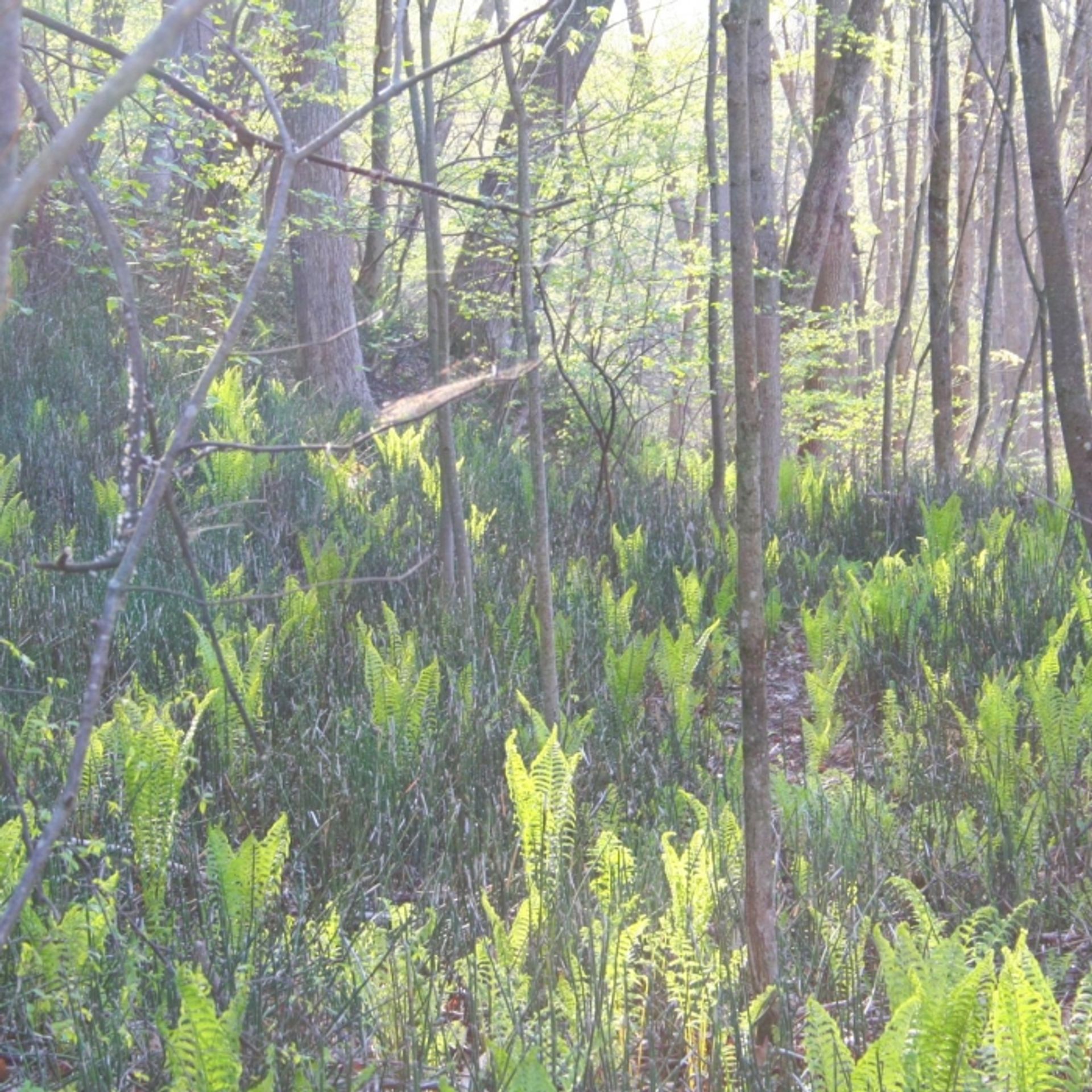 Ostrich ferns starting to unfurl in the silver maple floodplain forest