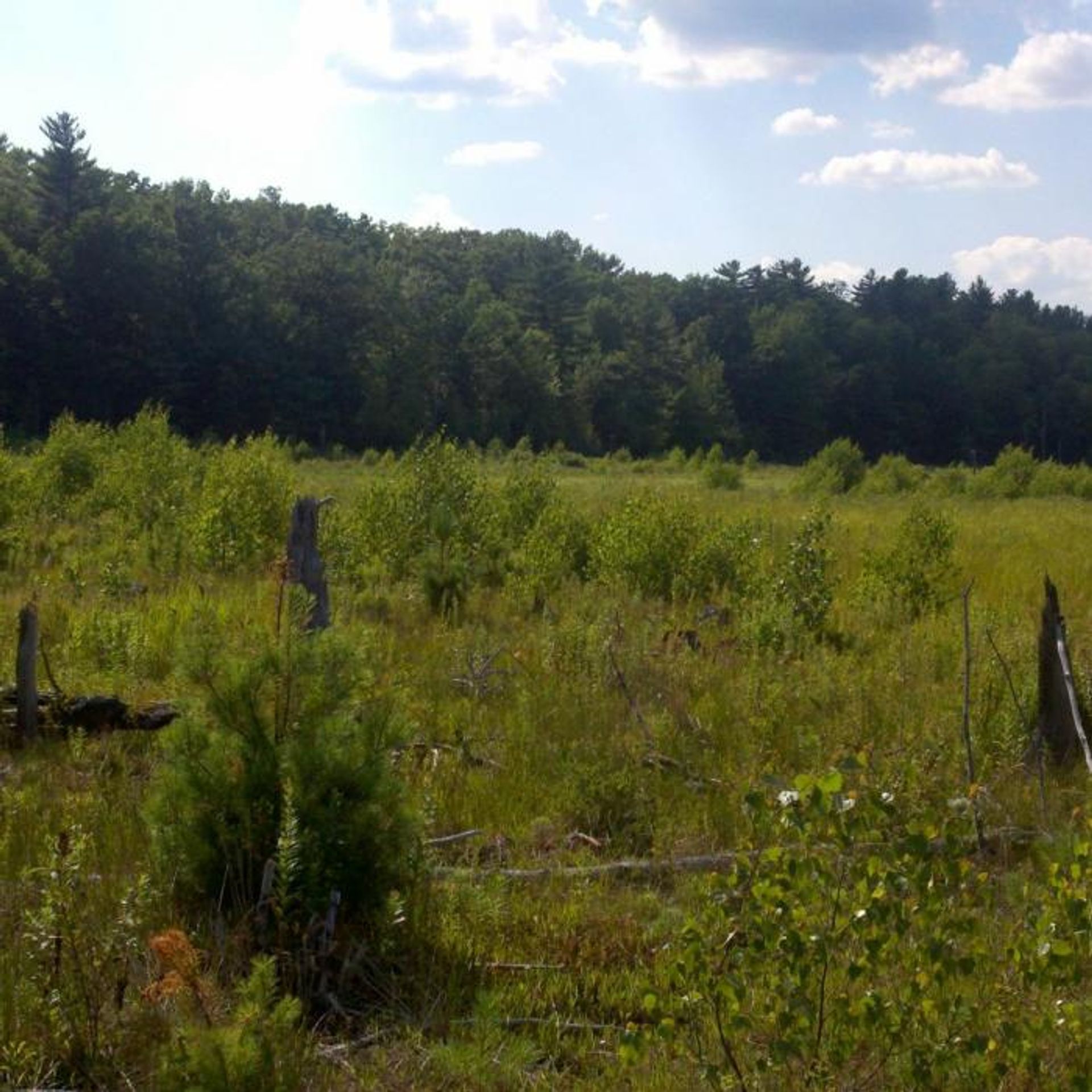 A green field with forest beyond.