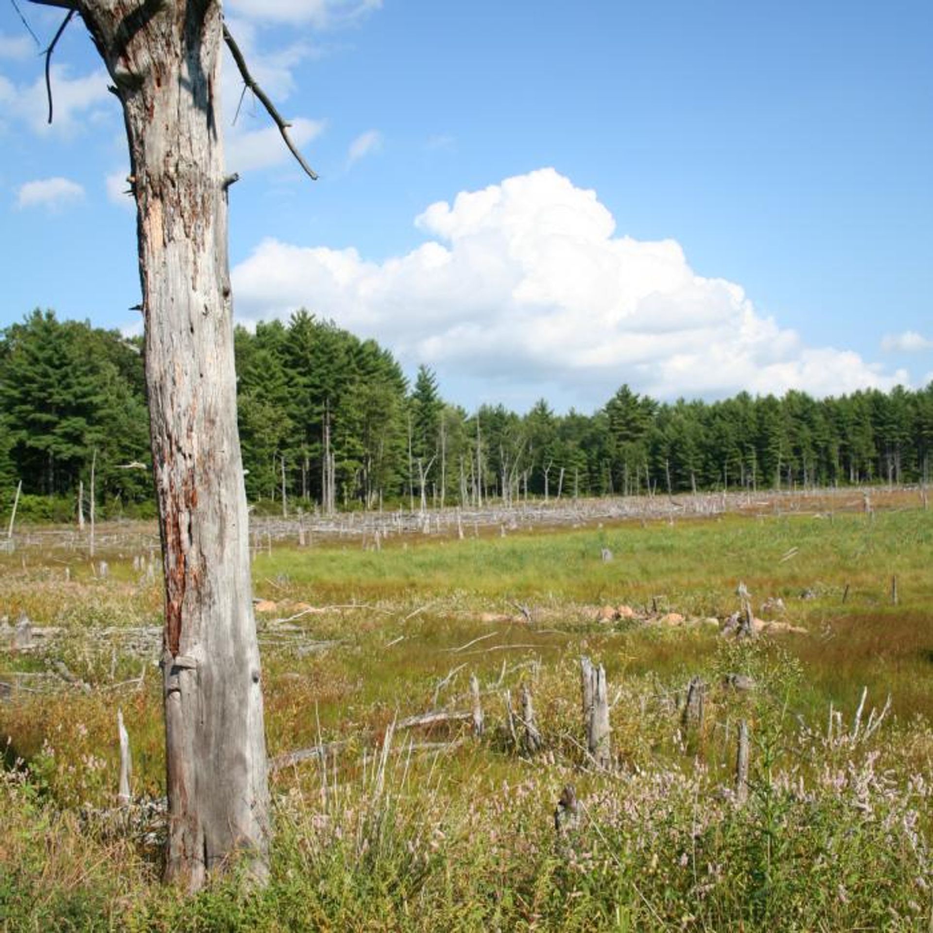 Former pond at Champlin Forest, now filled with young grasses and vegetation.